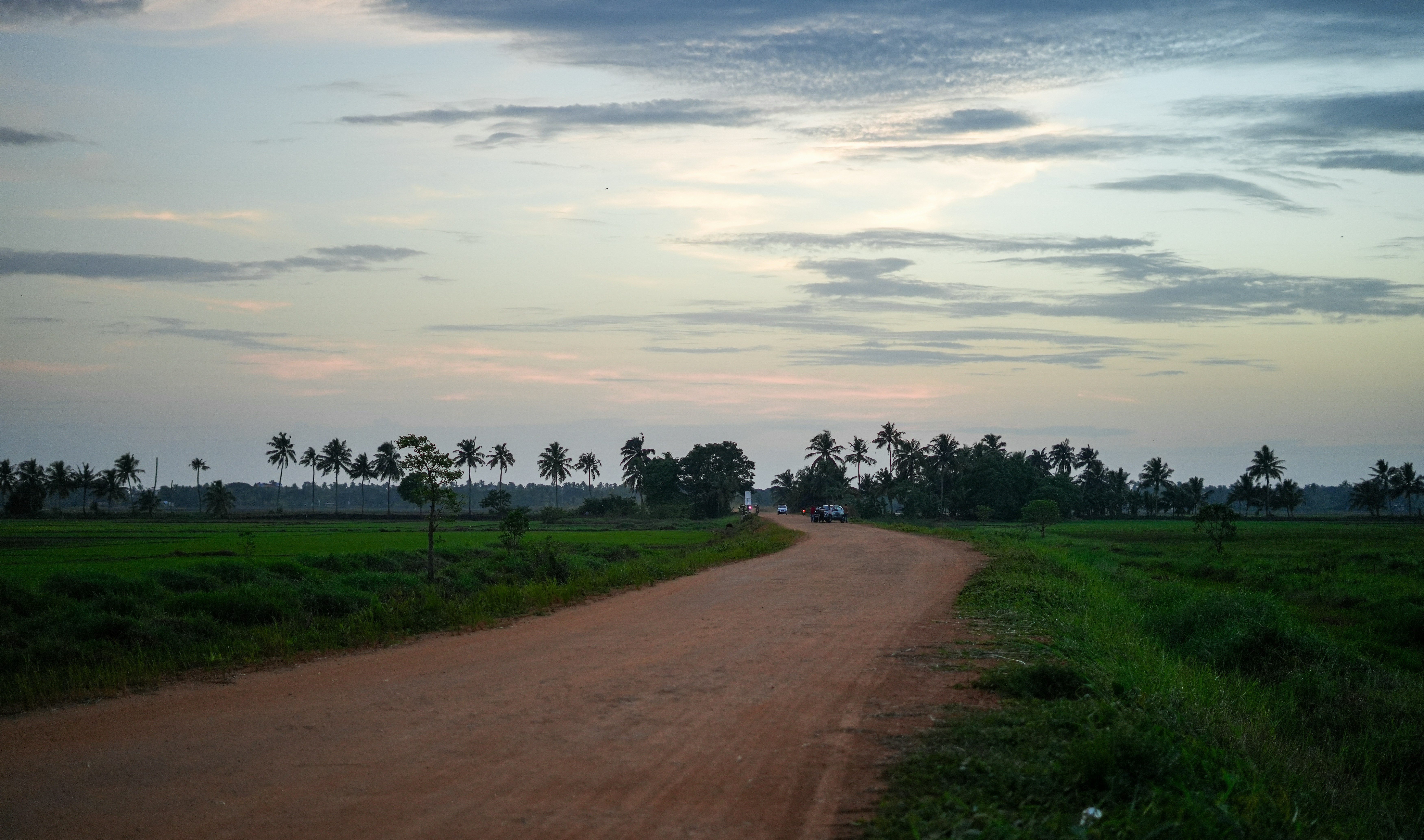 A quiet countryside road leading into the horizon during a calm evening. Surrounded by lush green fields and scattered palm trees, this image captures the peacefulness of rural life at dusk.