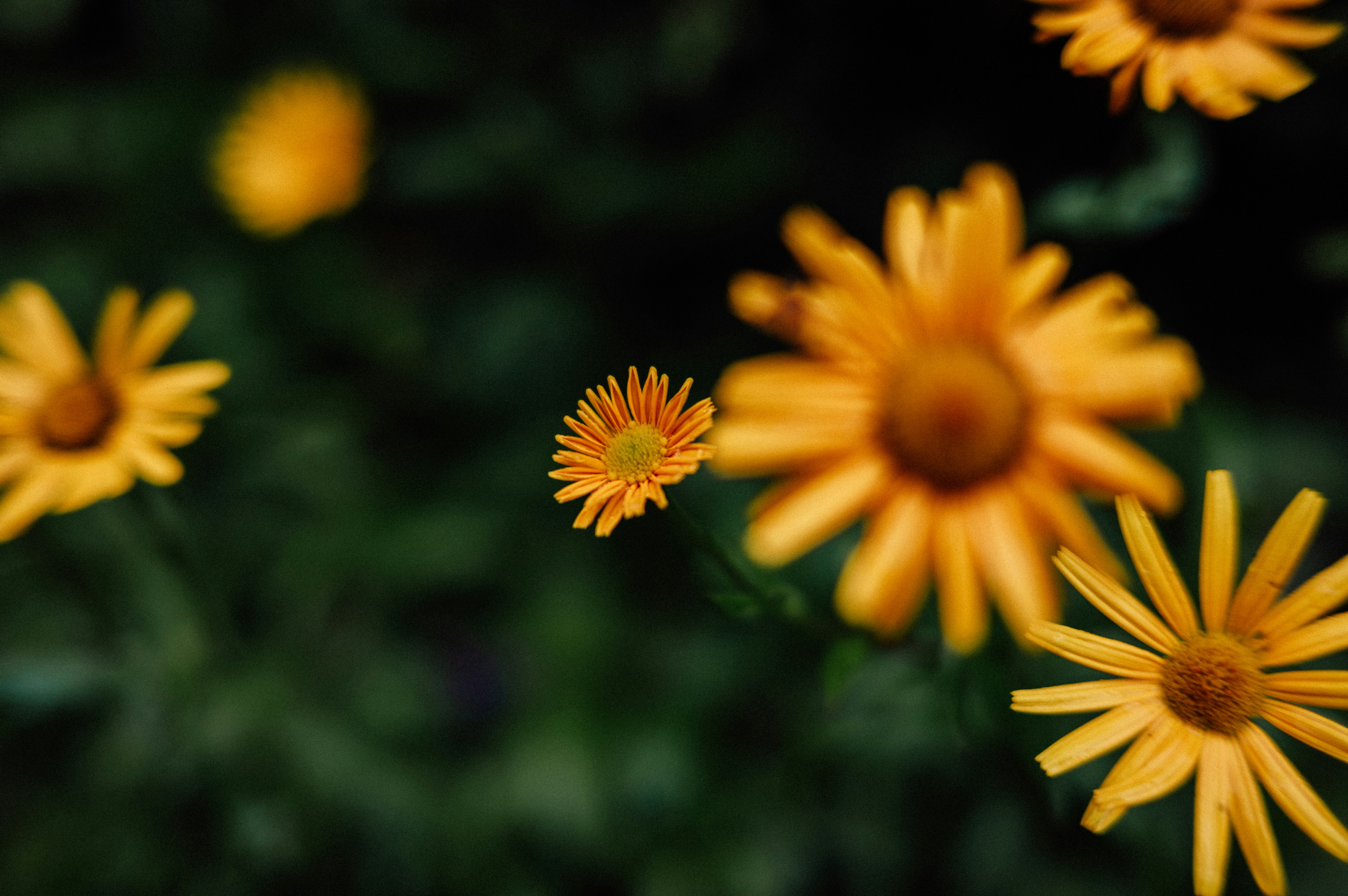 Photo by worldofniky