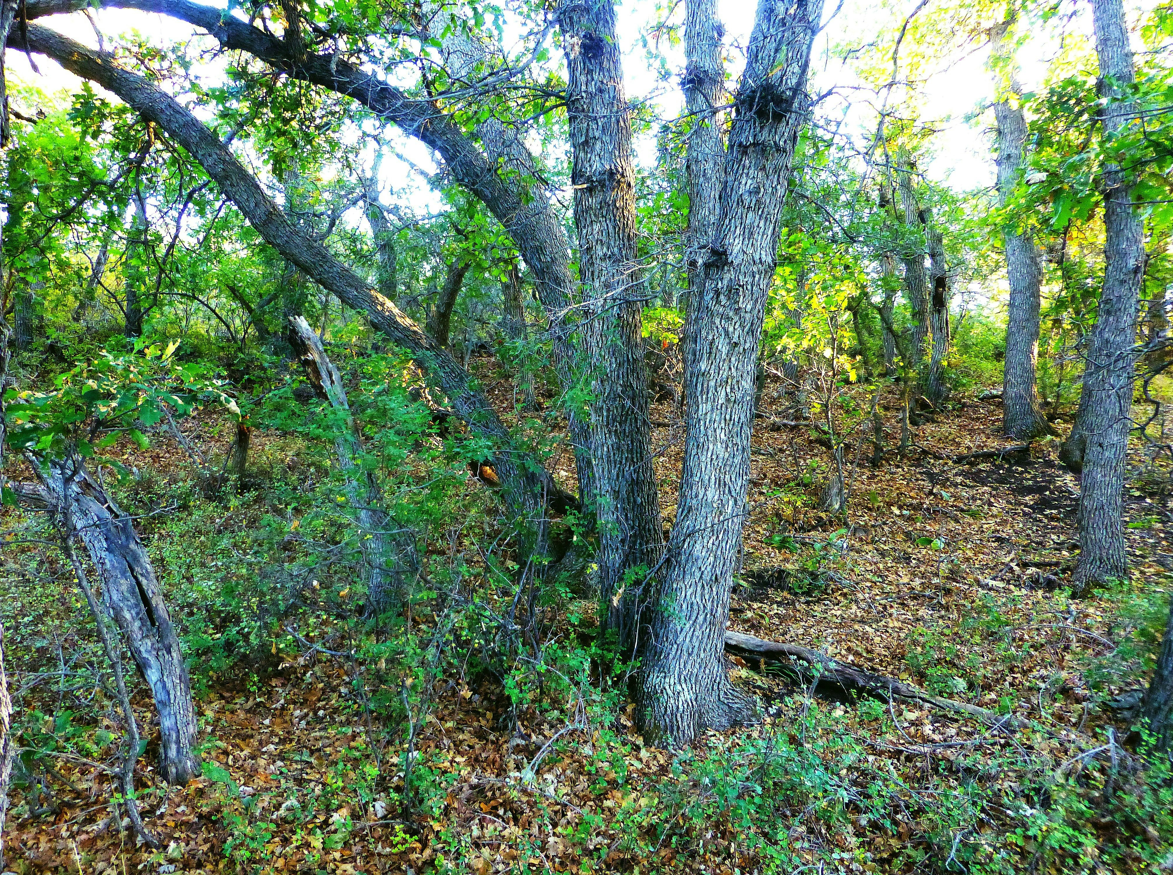 A wooded area with lots of trees and leaves