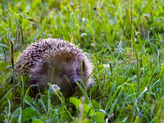 A hedgehog in the grass looking for food