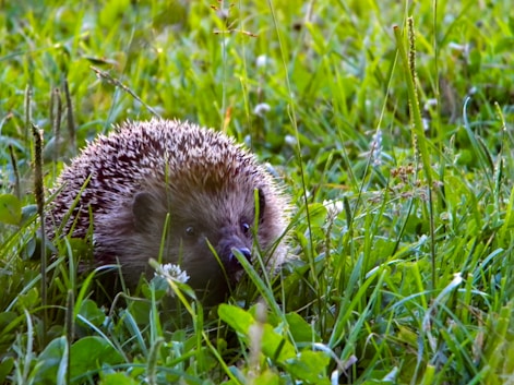 A hedgehog in the grass looking for food