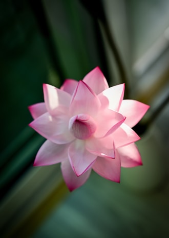A pink flower sitting on top of a window sill