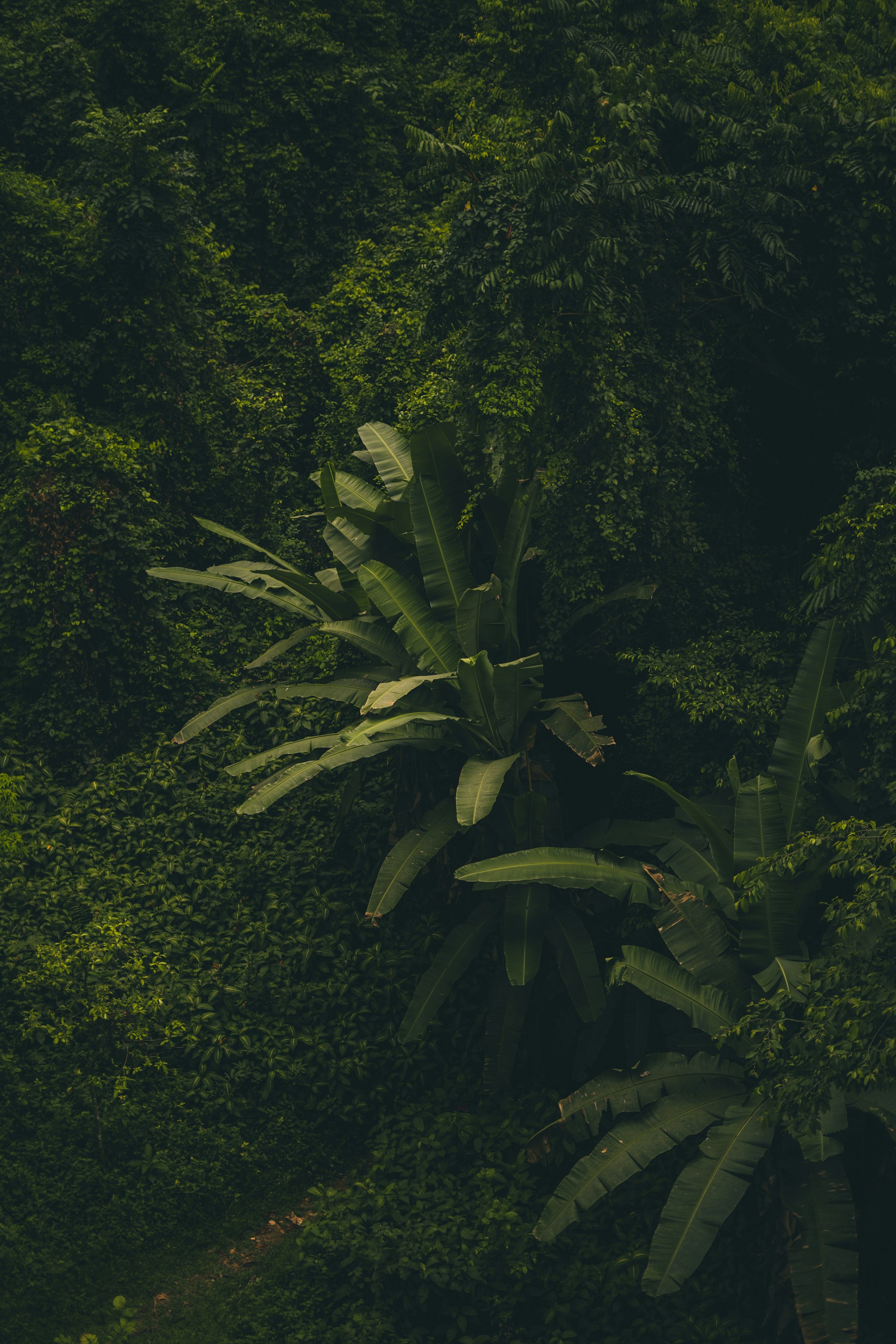 A lush green forest filled with lots of trees