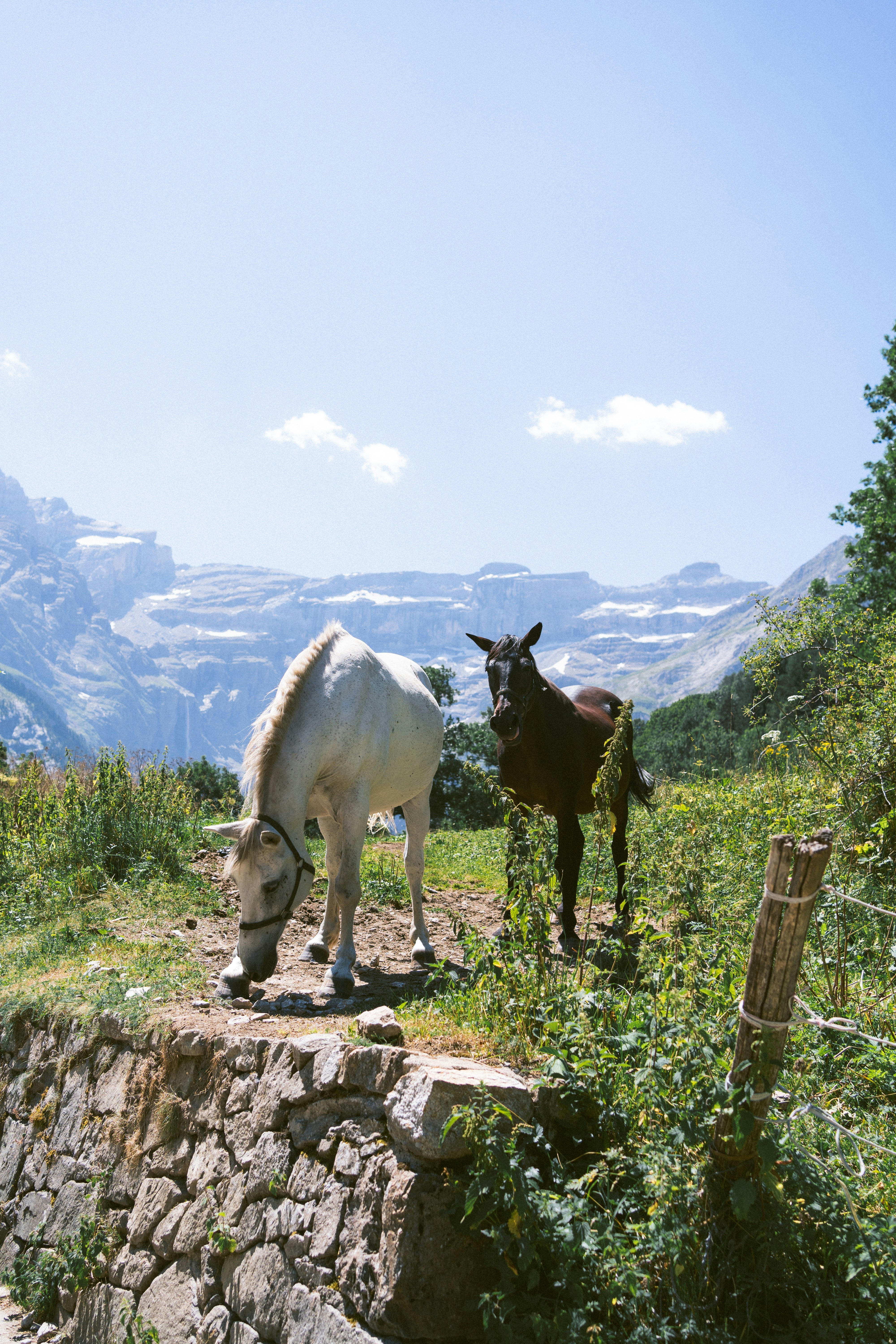 A couple of horses standing on top of a lush green hillside