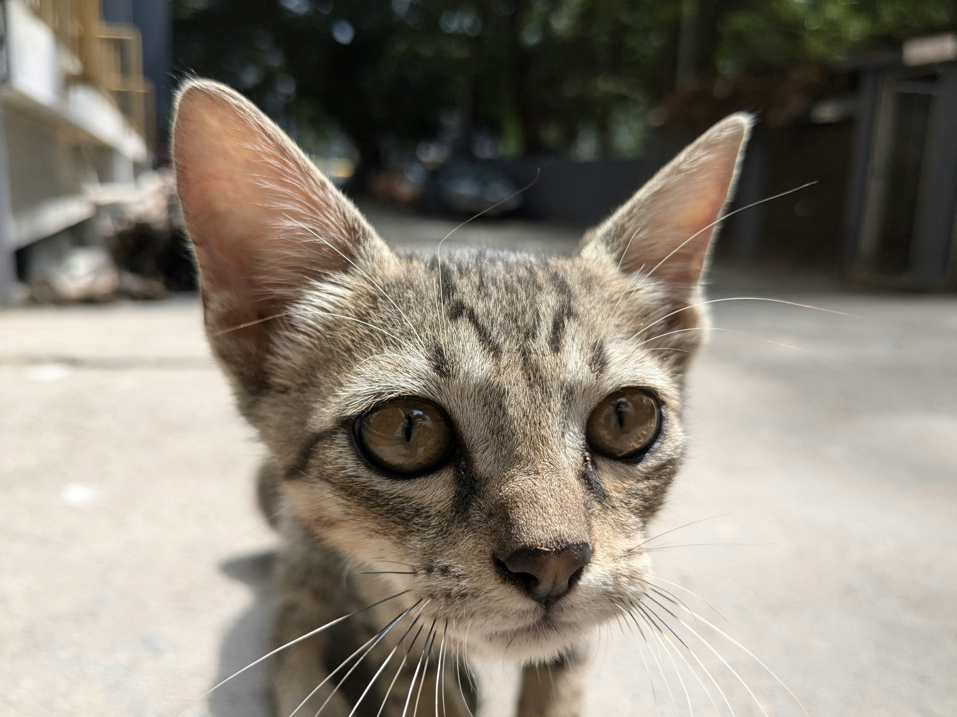 Eyes That Speak (image credits: unsplash)
