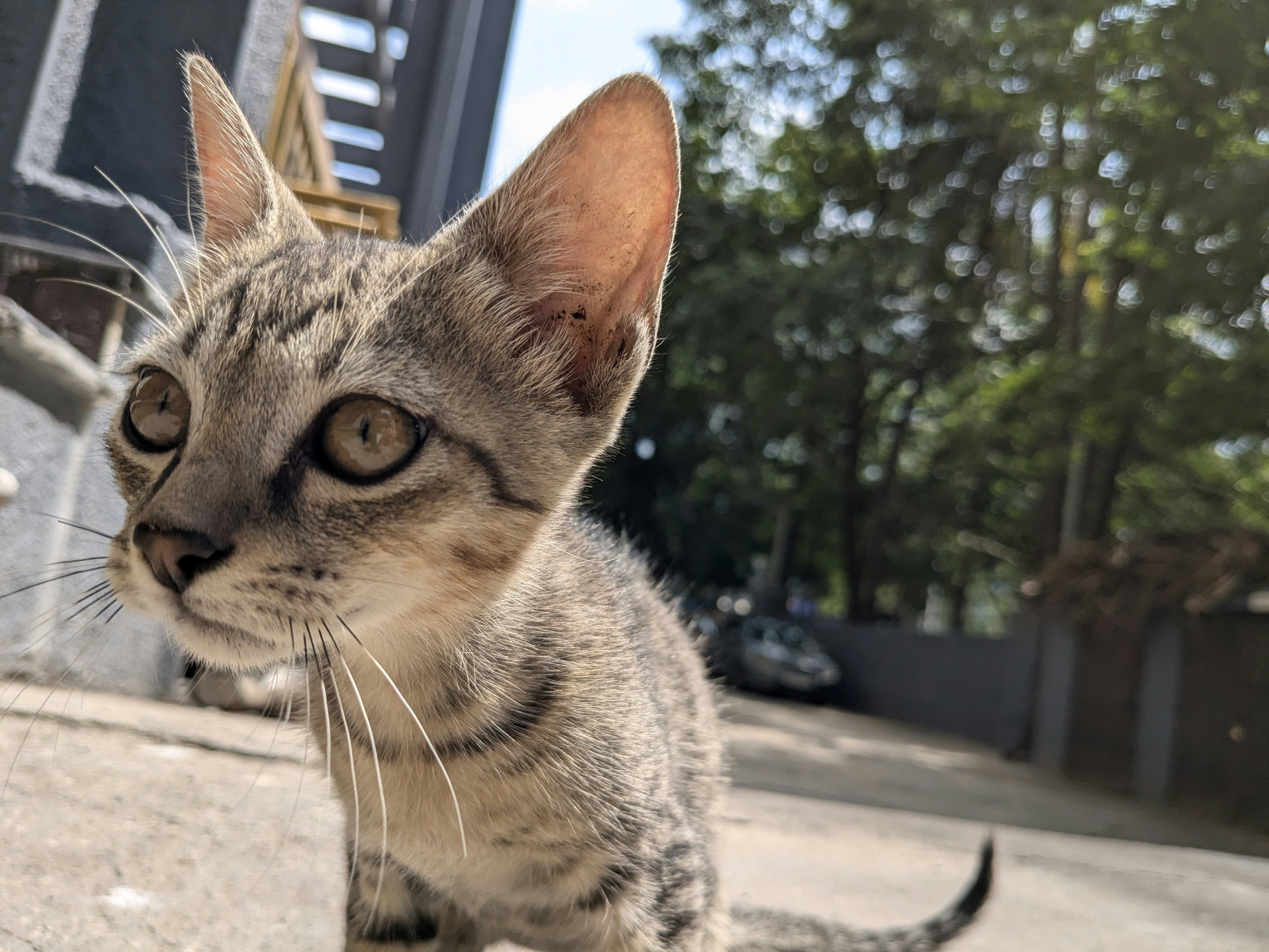 A small cat standing on the side of a road