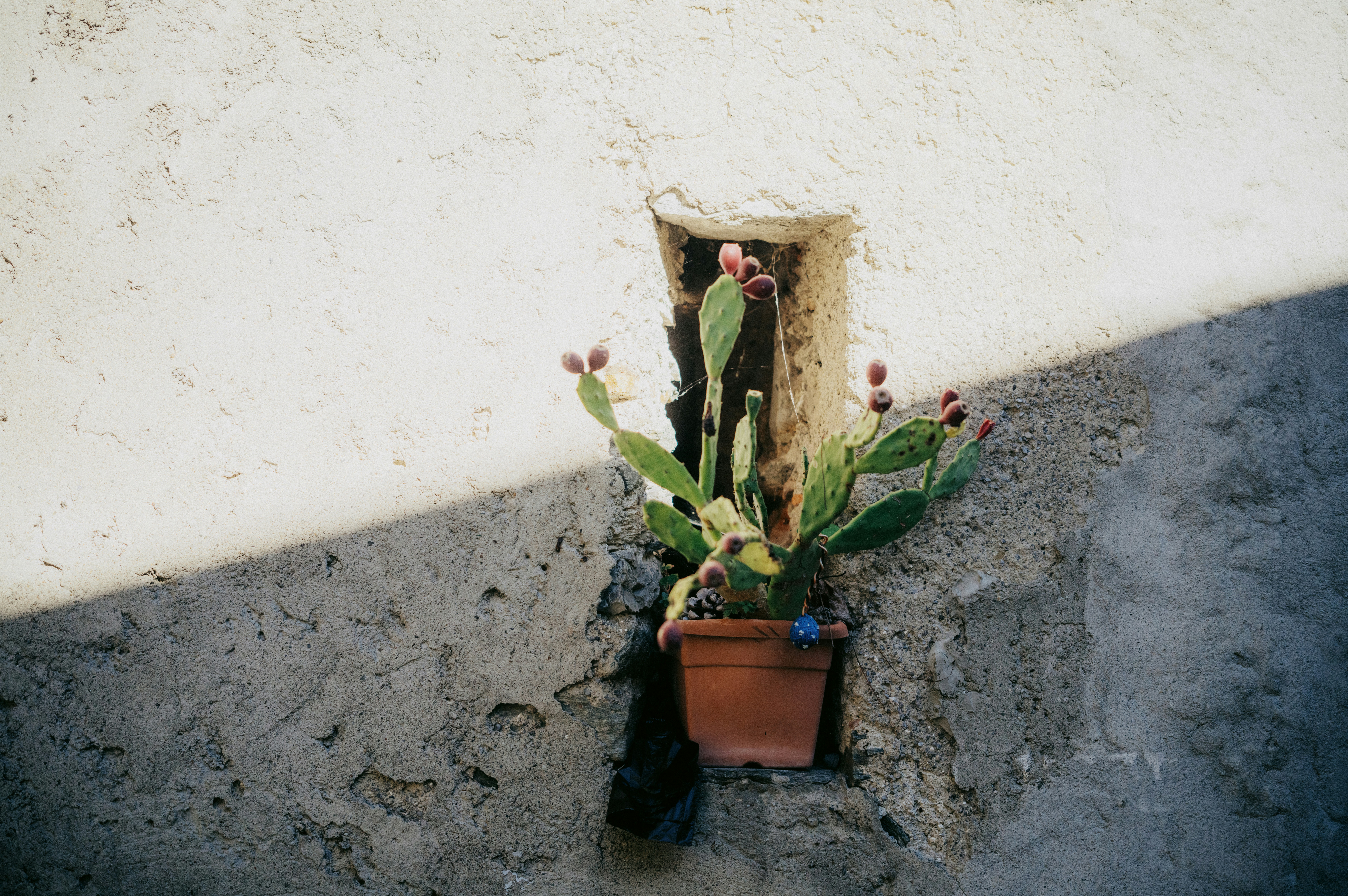 A small potted plant on the side of a building