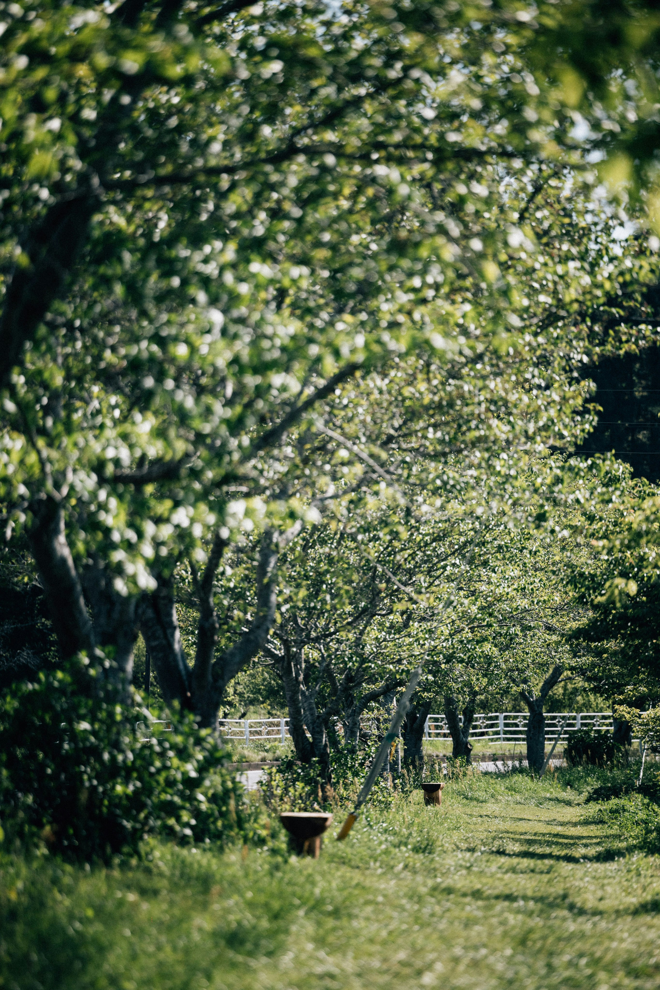 Photo by tsuyoshikozu