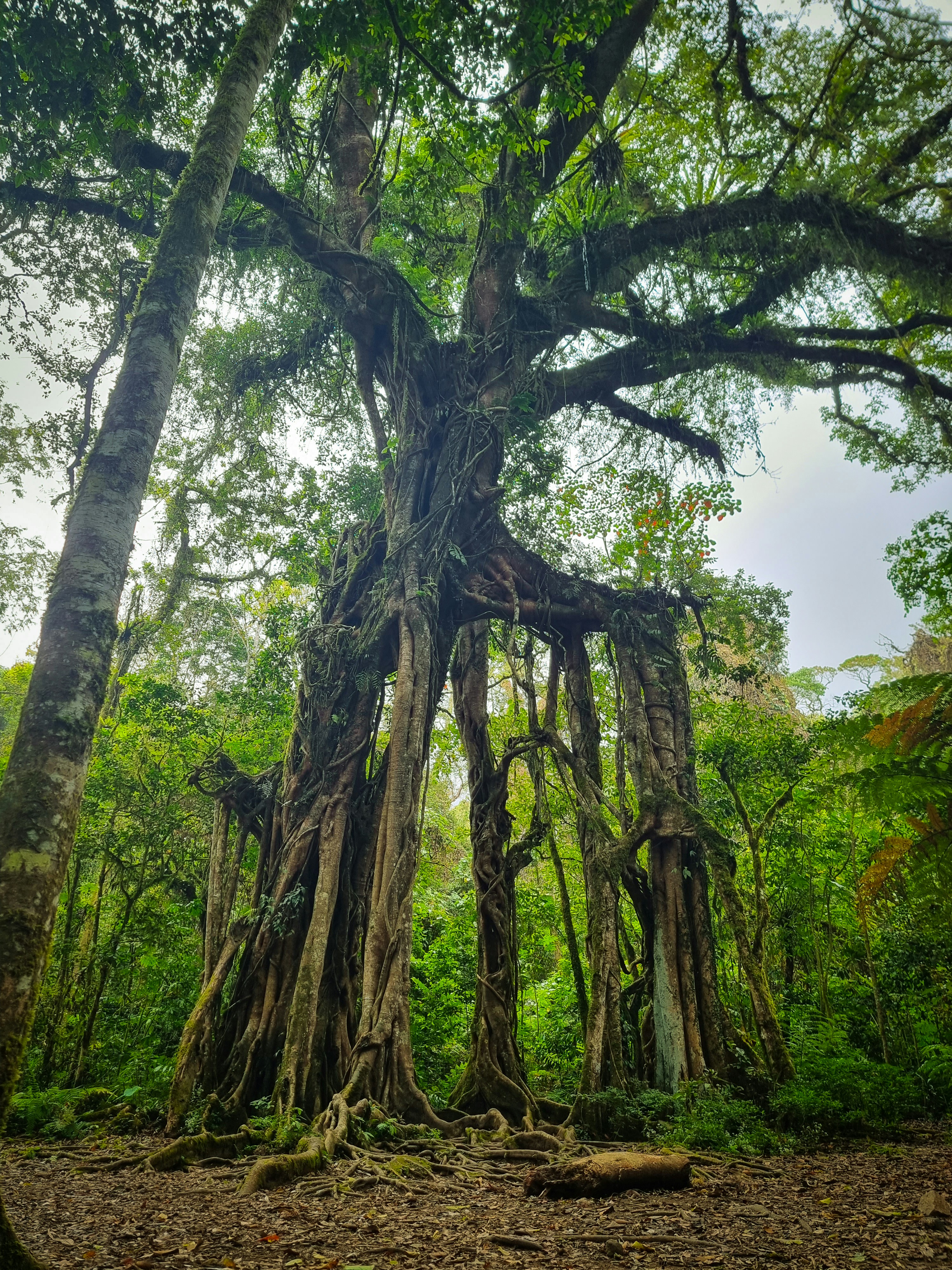 Mystical Enchanted Balete Tree with massive ancient roots and hanging vines surrounded by spring-fed natural pools in Siquijor island