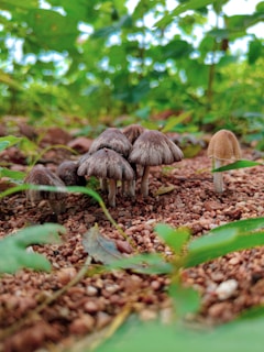A group of mushrooms sitting in the middle of a forest