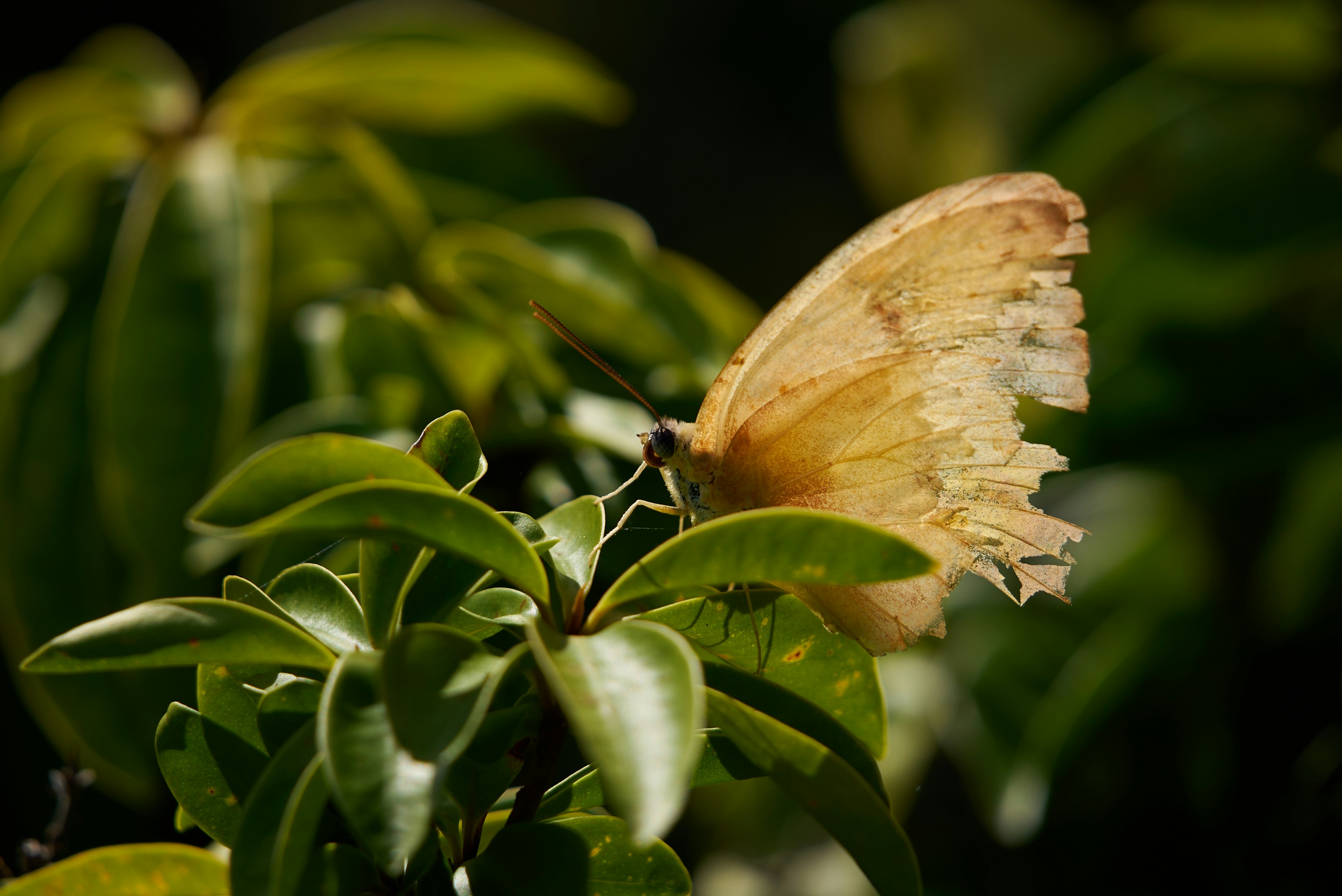 Photo by norajanelong