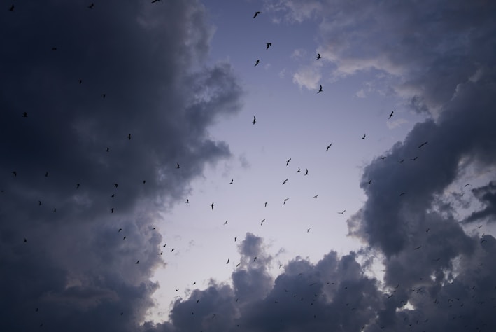 A group of birds flying through a cloudy sky