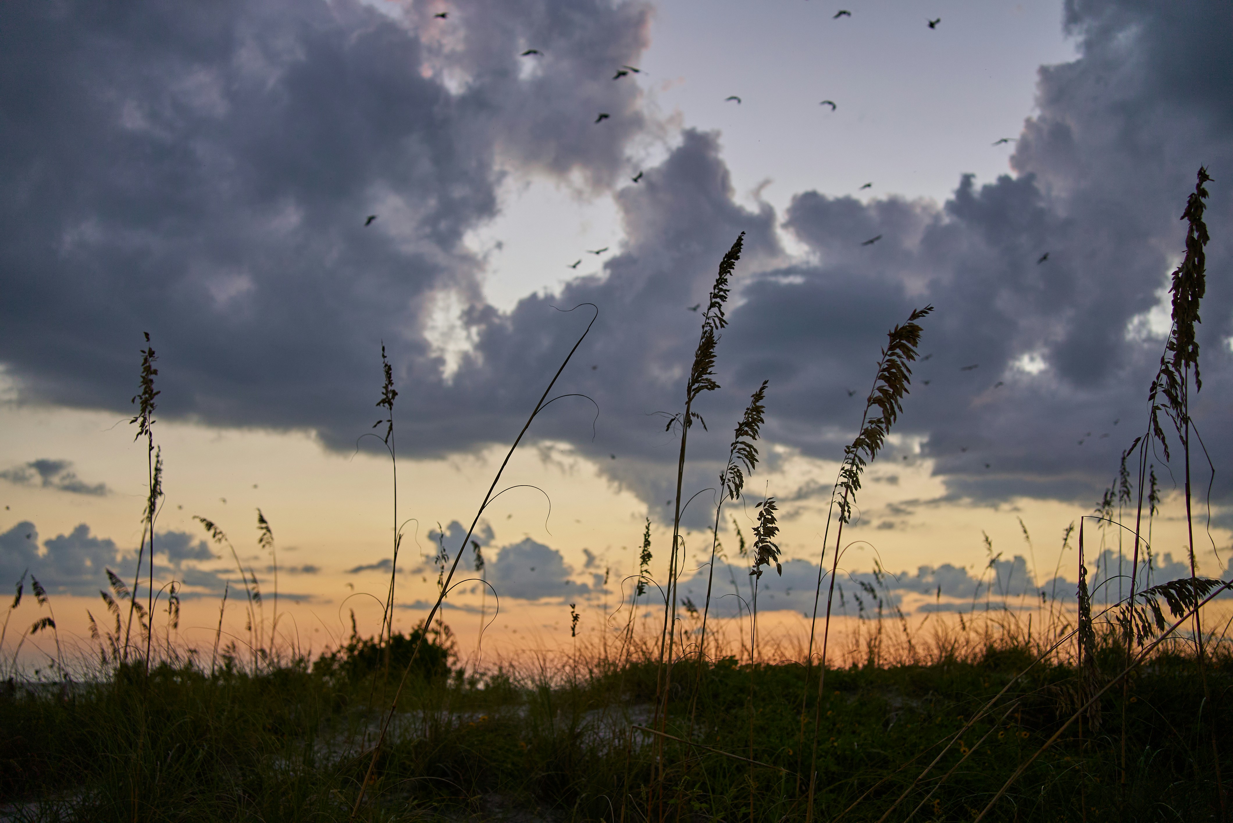 A field with tall grass and clouds in the background