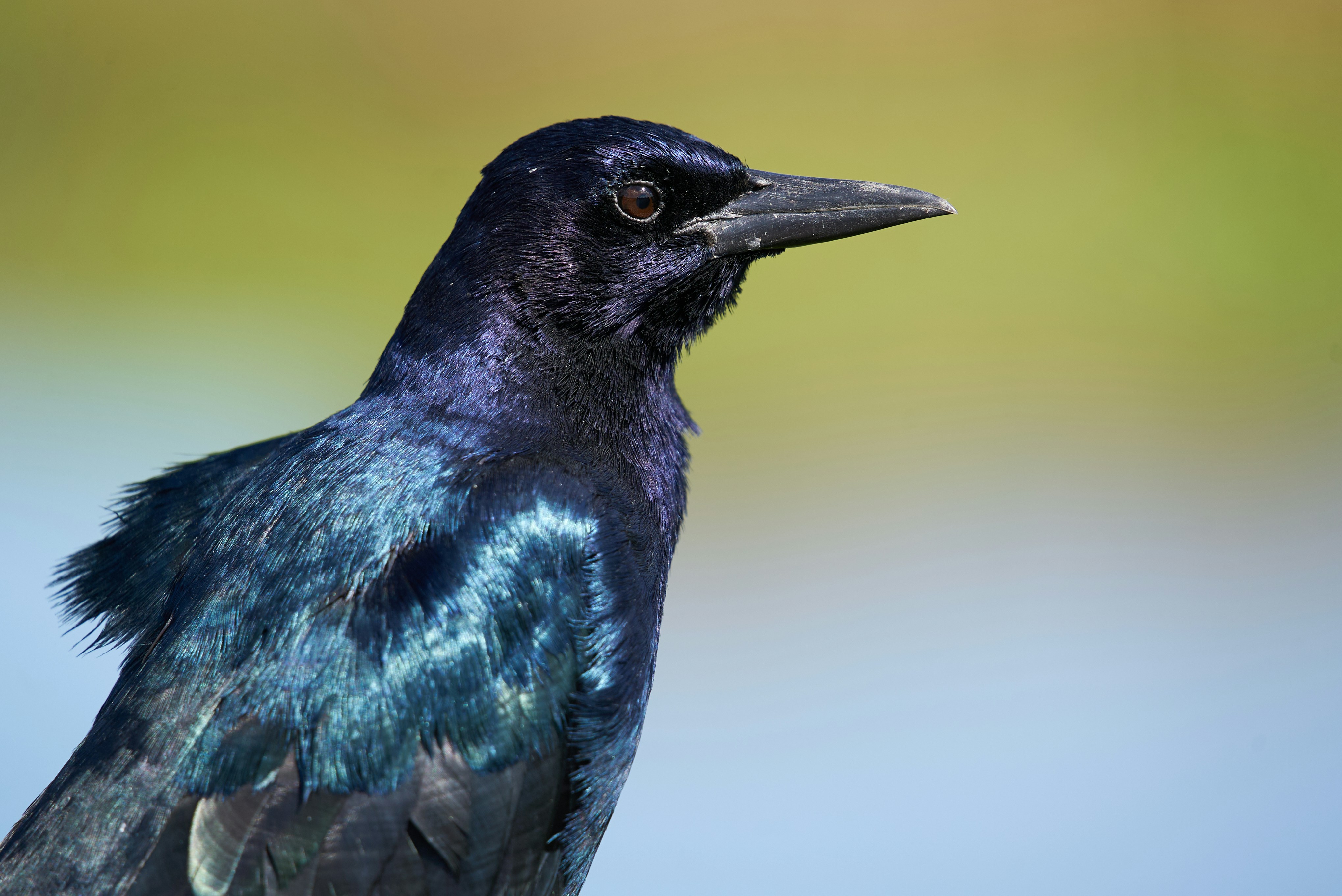 Photo by norajanelong