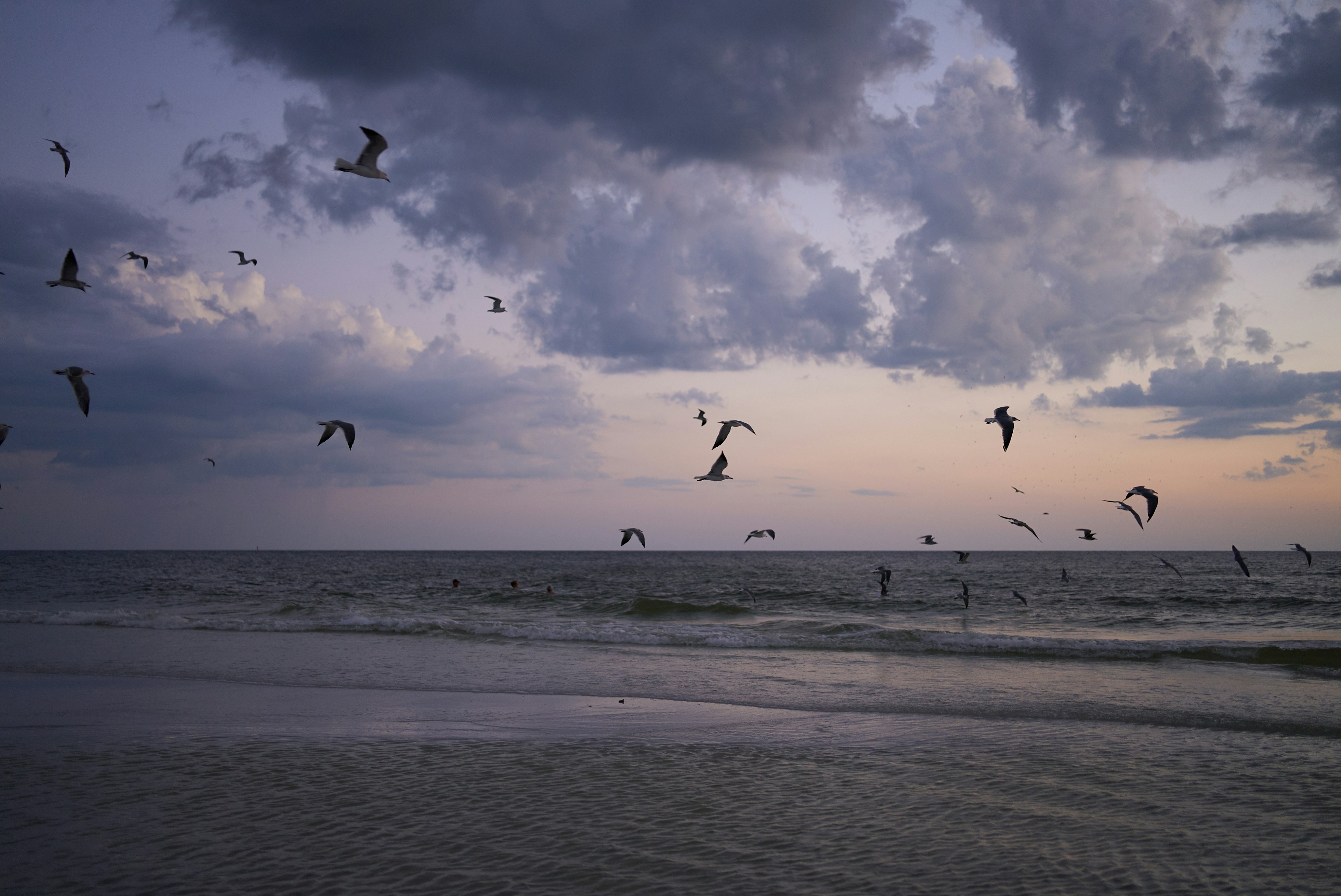 A flock of birds flying over the ocean