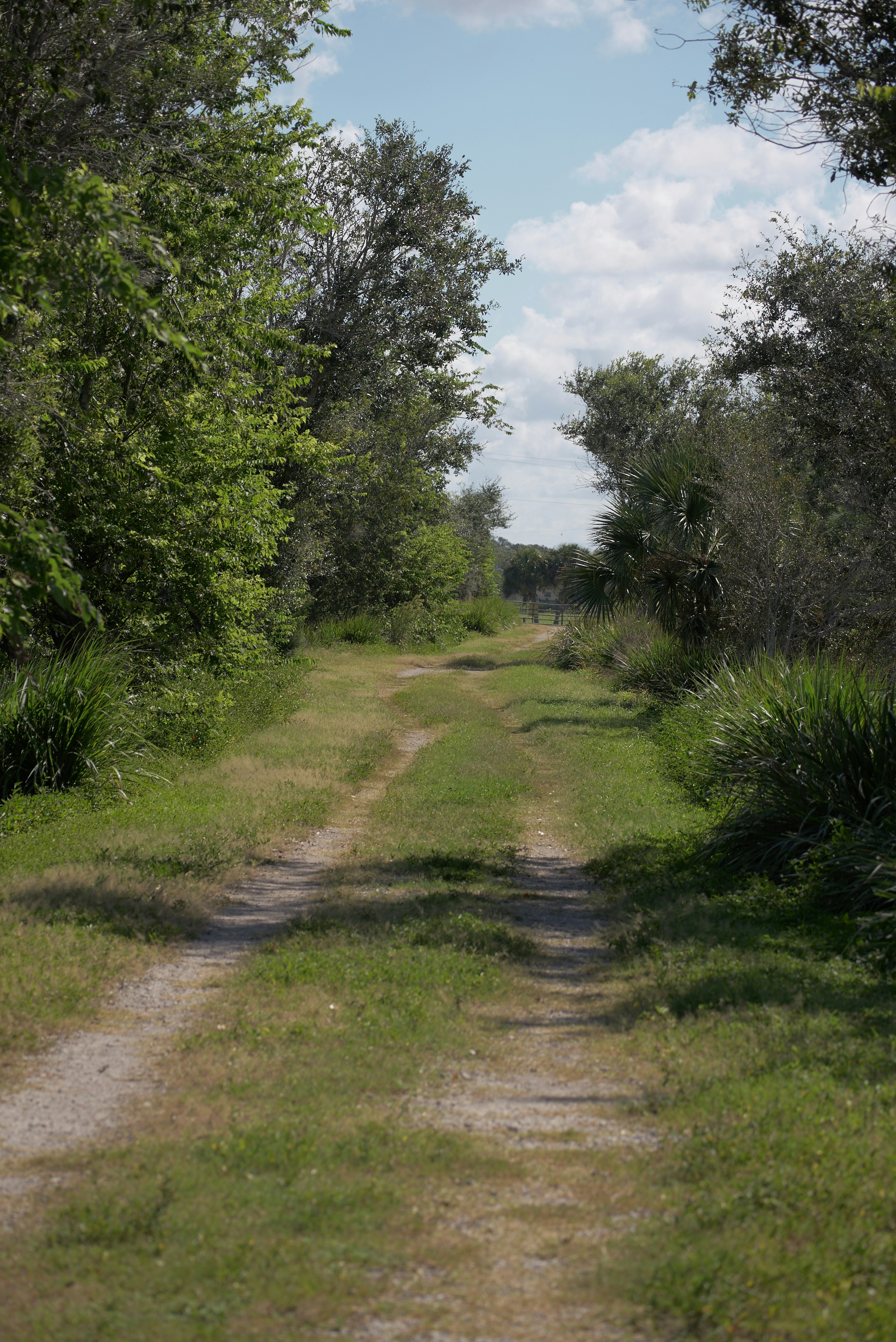 A dirt road surrounded by trees and grass