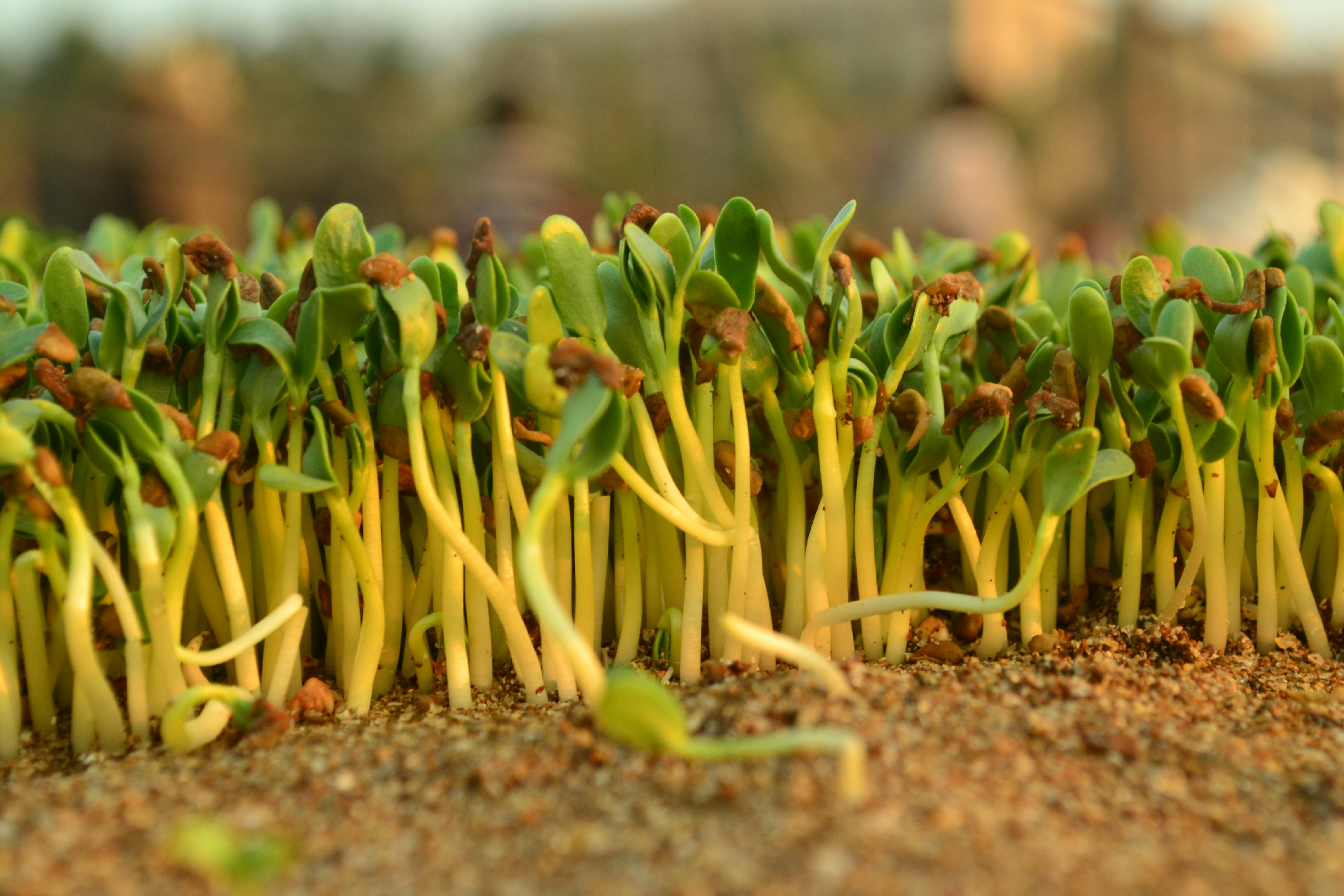 A close up of a group of plants growing out of the ground