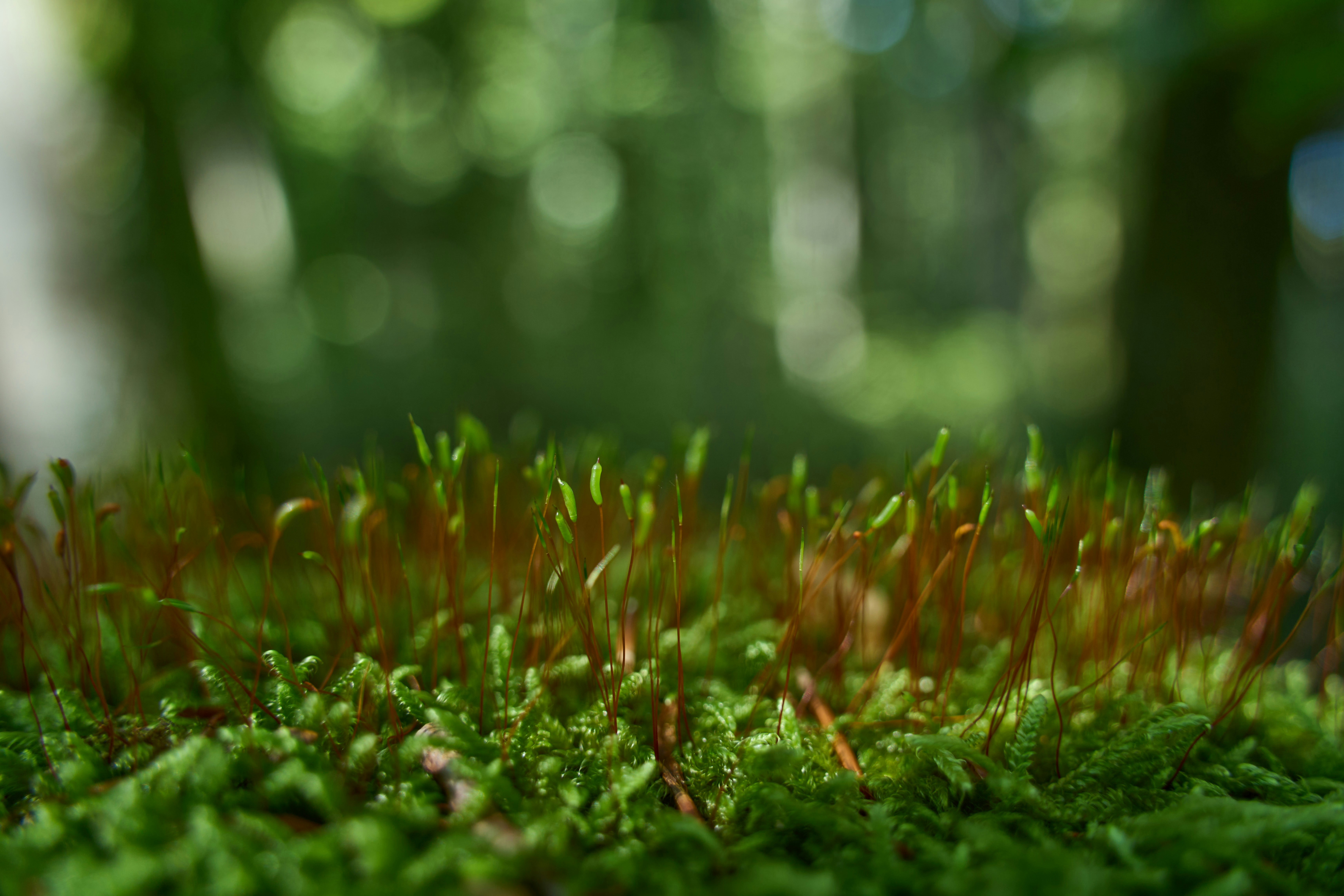 Photo by wolfgang_hasselmann