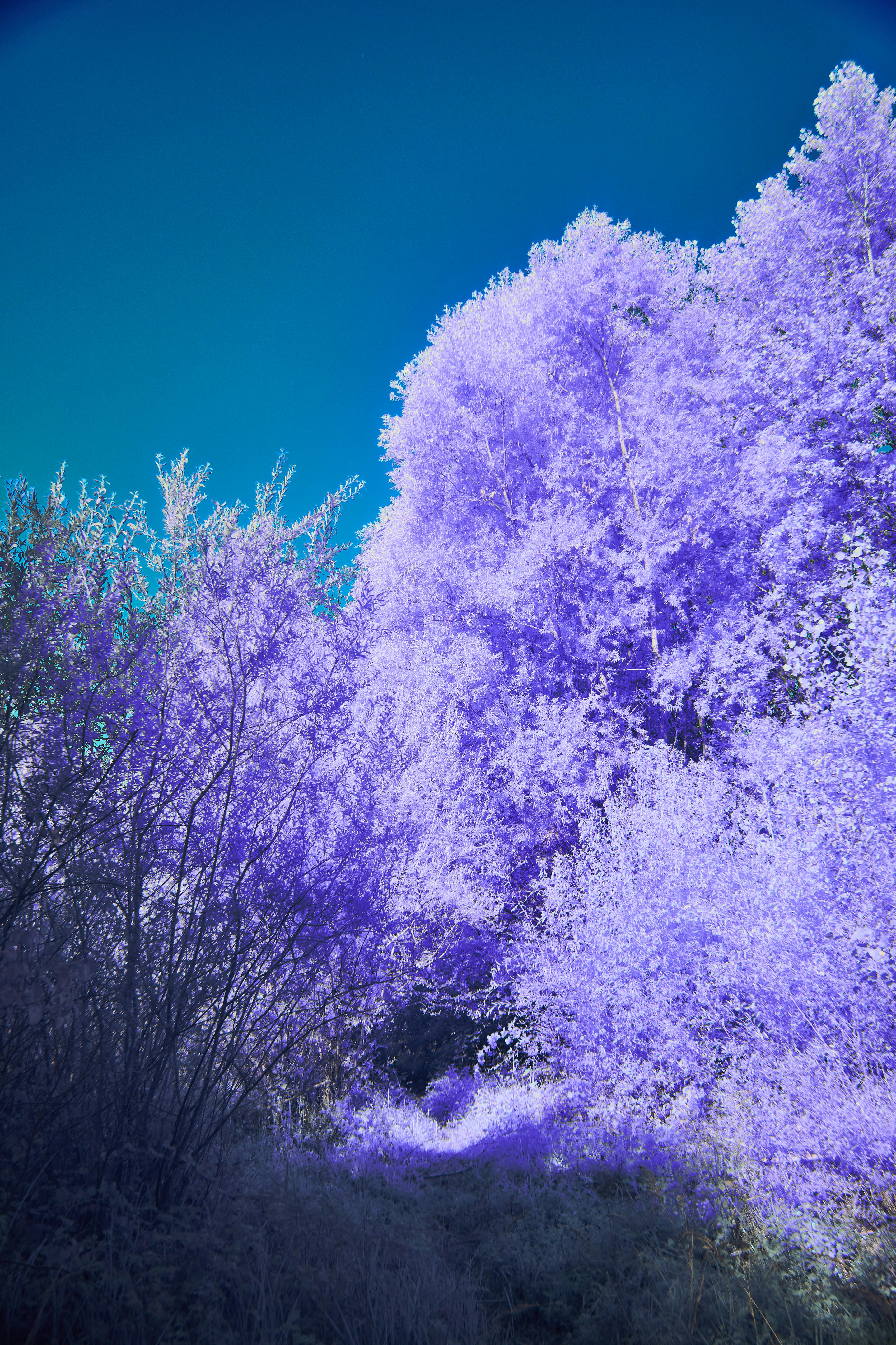 Photo by wolfgang_hasselmann