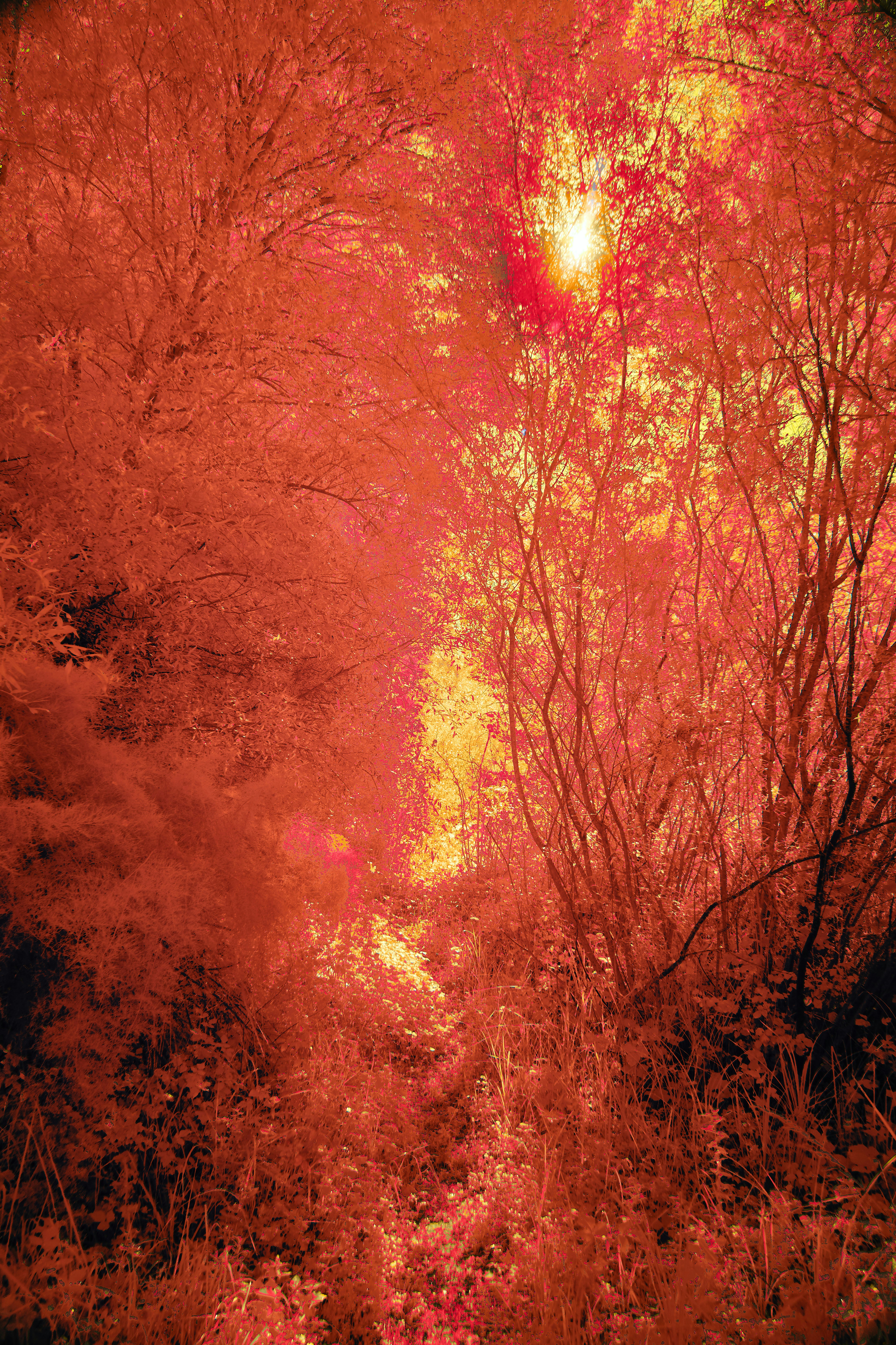 Photo by wolfgang_hasselmann