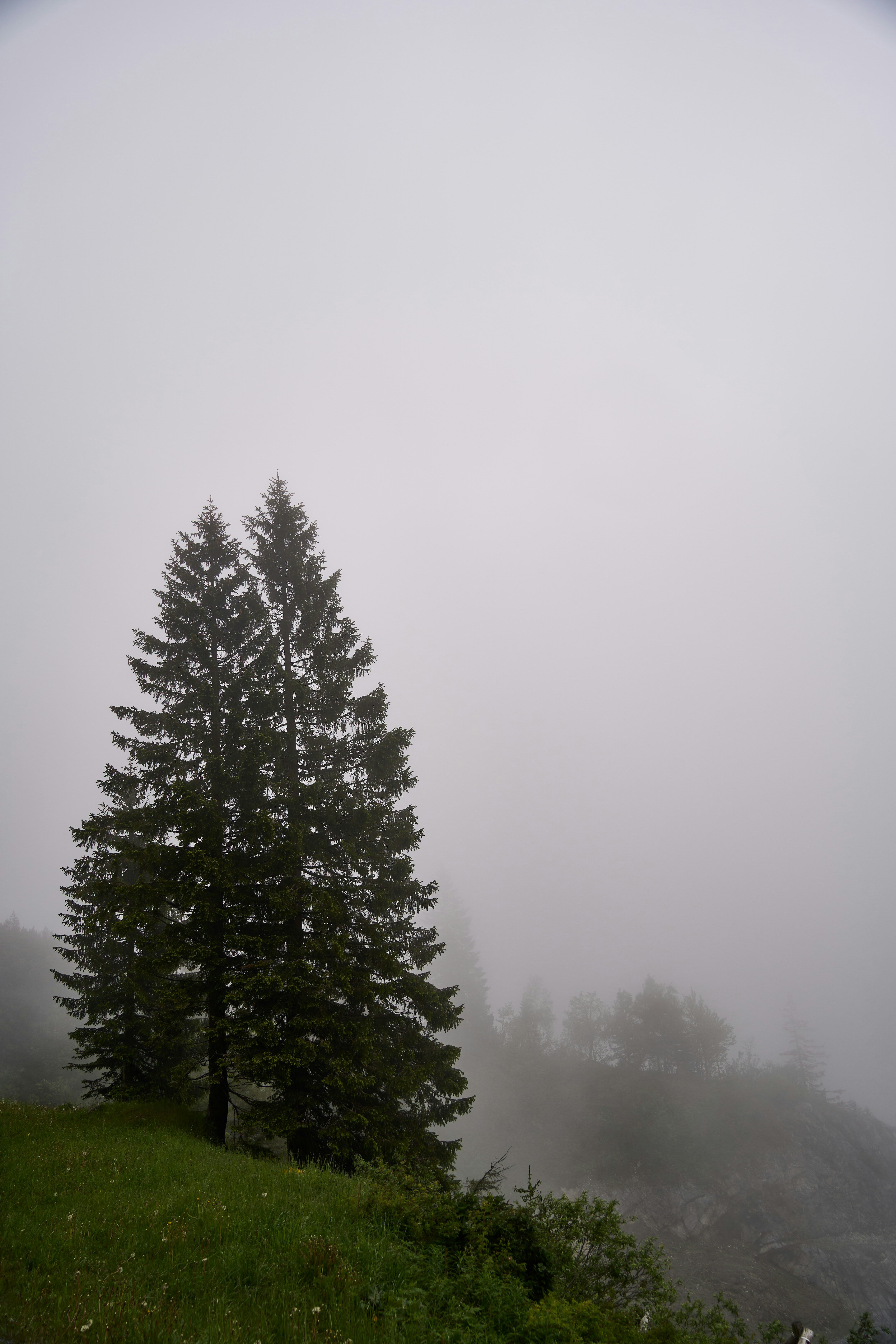 Photo by wolfgang_hasselmann