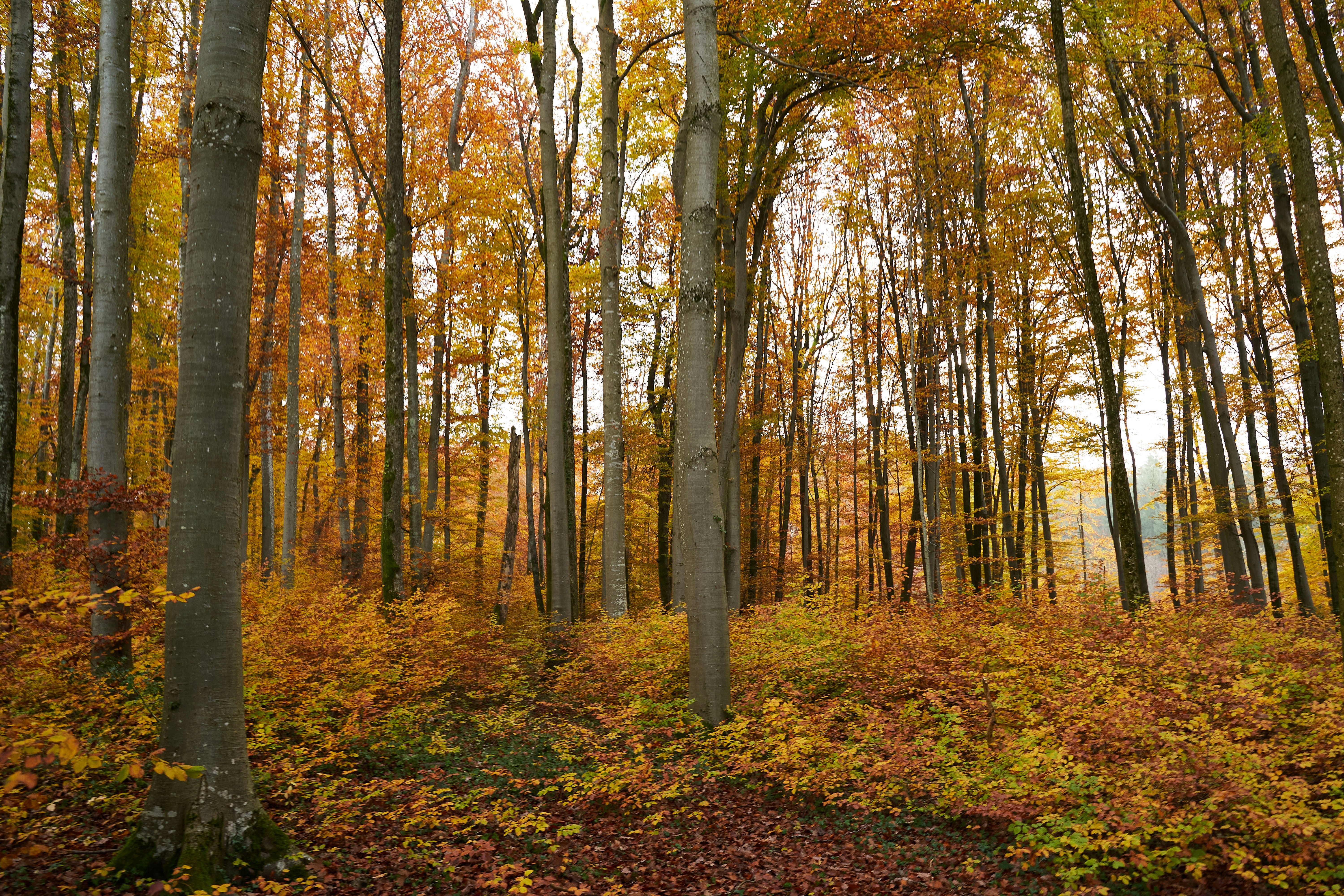 Photo by wolfgang_hasselmann