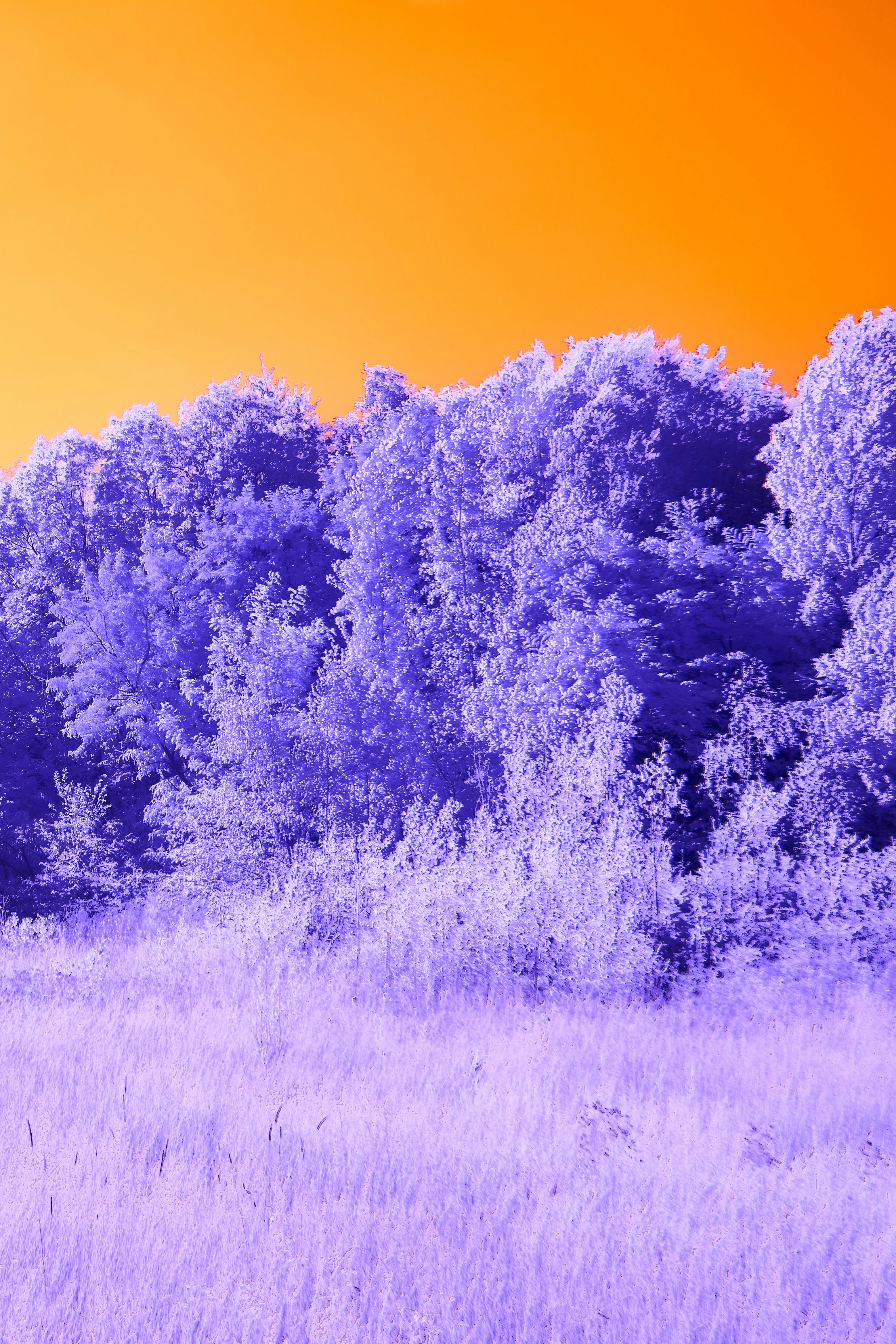 Photo by wolfgang_hasselmann