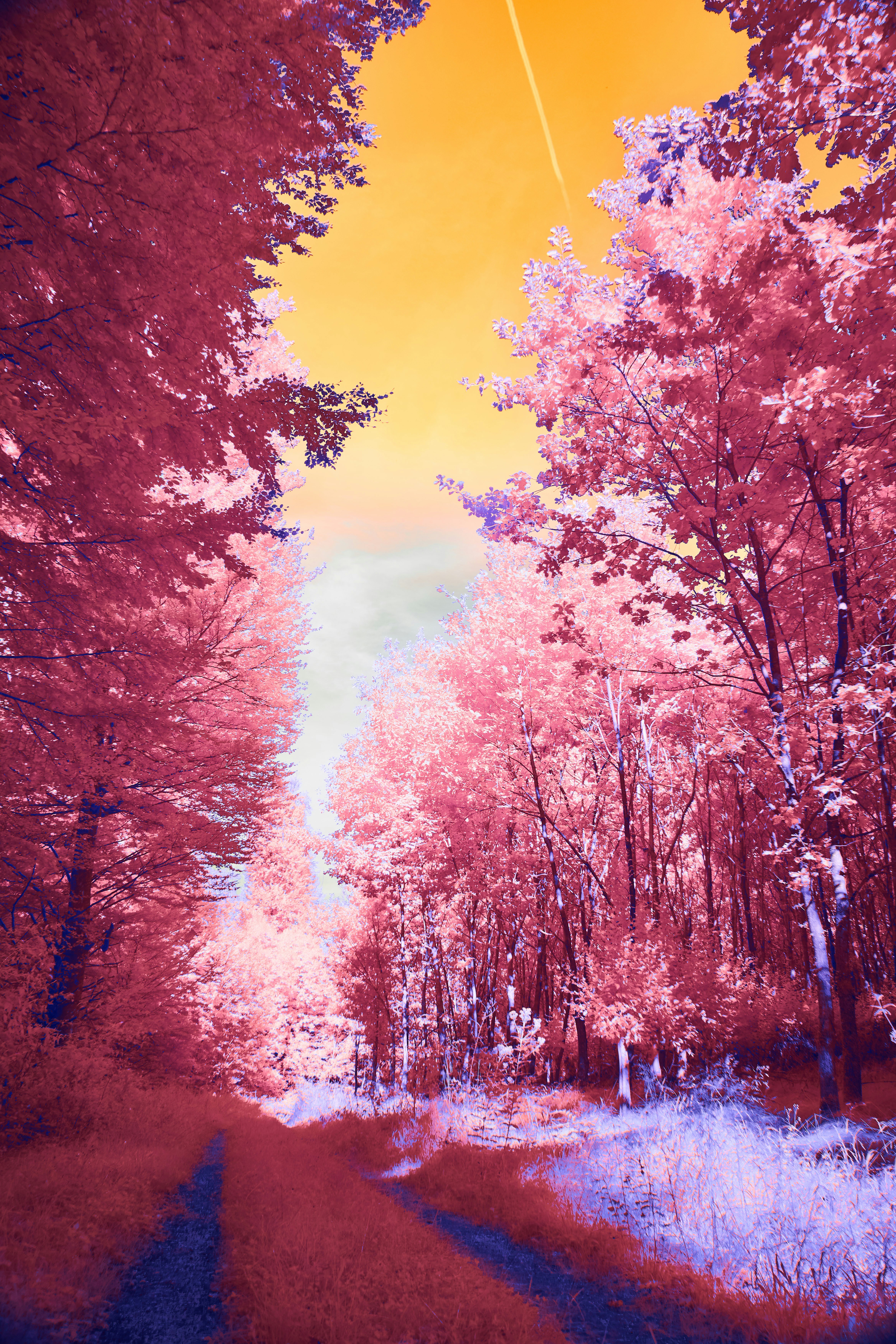 Photo by wolfgang_hasselmann