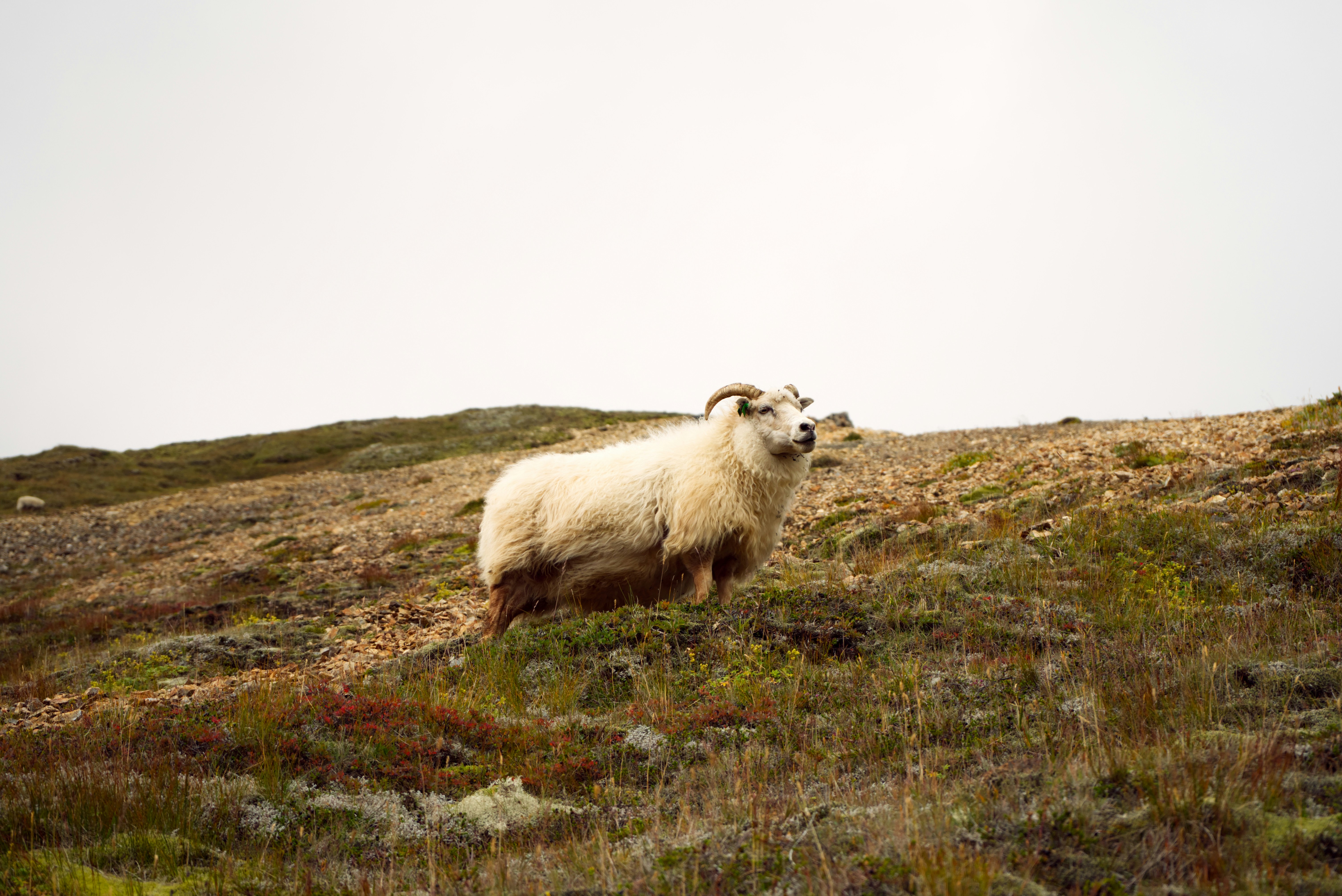 A sheep standing on top of a grass covered hillside