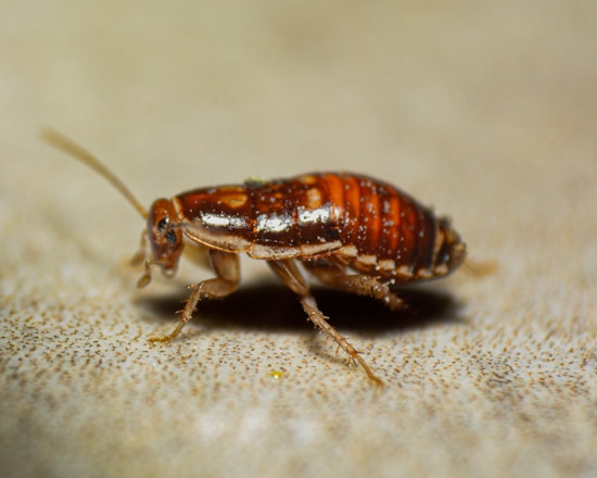 A close up of a bed bug on the ground