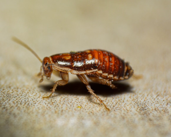 A close up of a bed bug on the ground