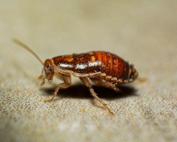 Bed Bugs