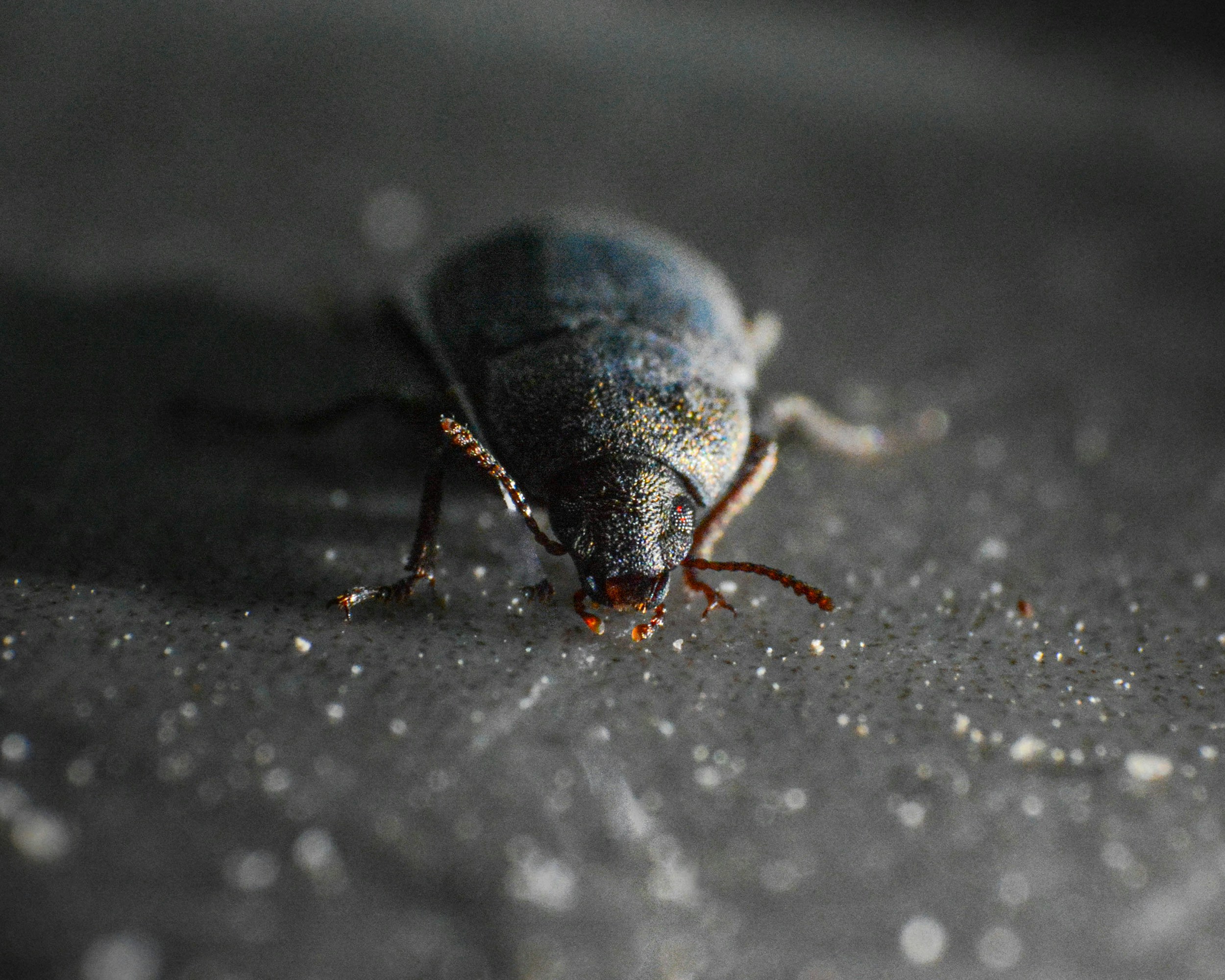 A close up of a bug on the ground