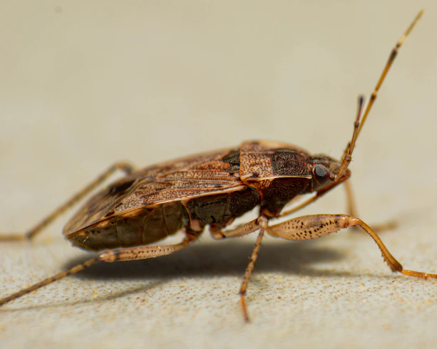 A close up of a bug on the ground