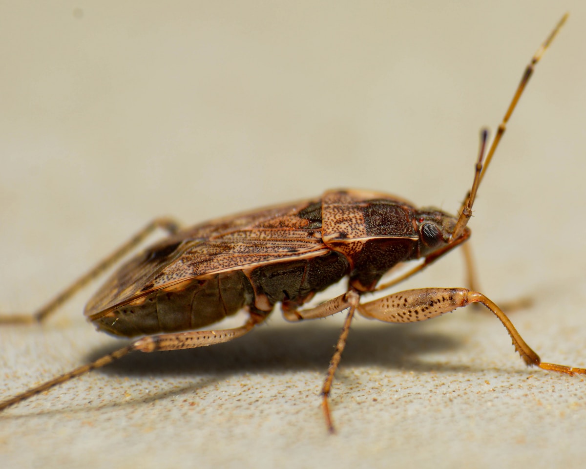 Residential pest control image background image