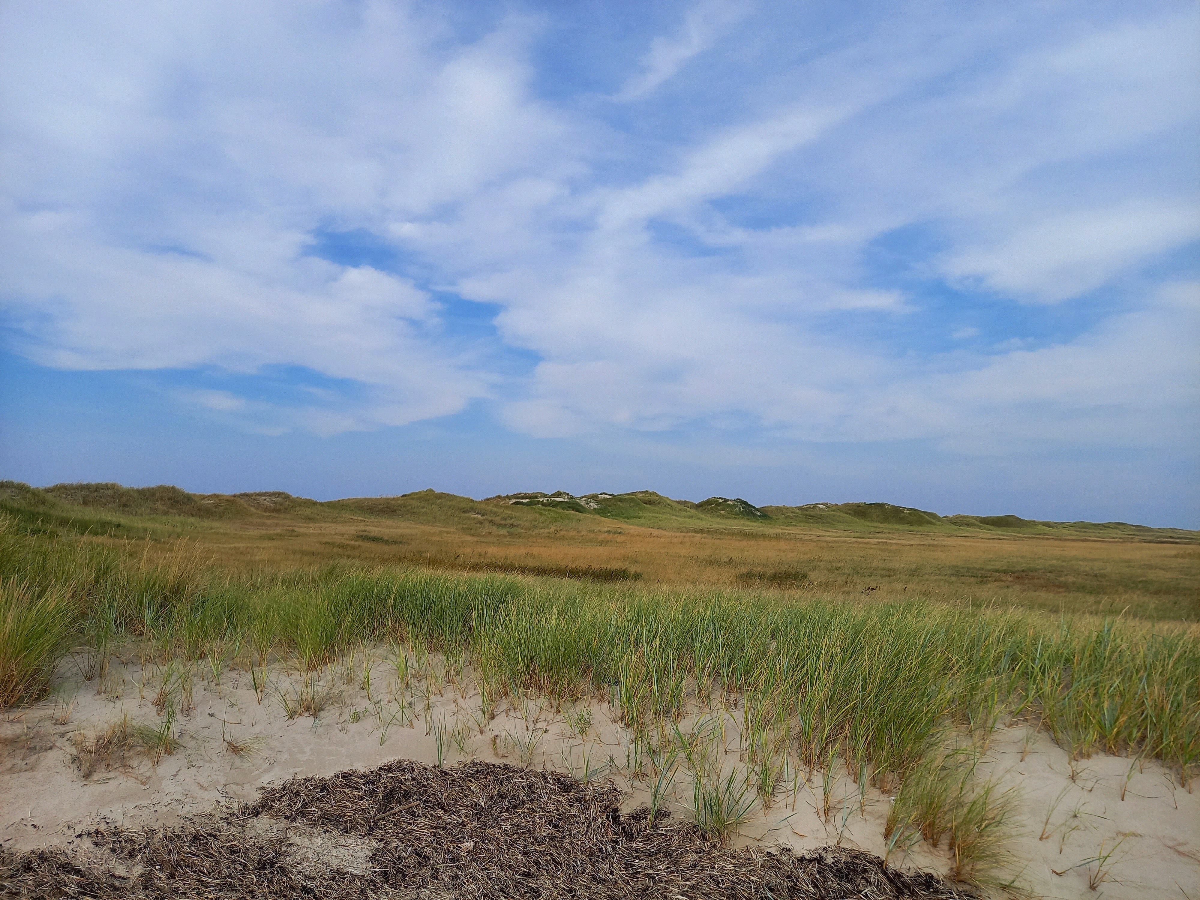 marshland landscape wallpaper, wallpaper, Keep Feet Dry: Marshland Survival Guide 2