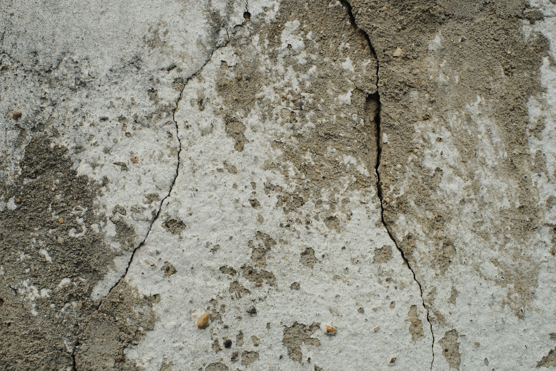 A bird is perched on a cracked concrete wall