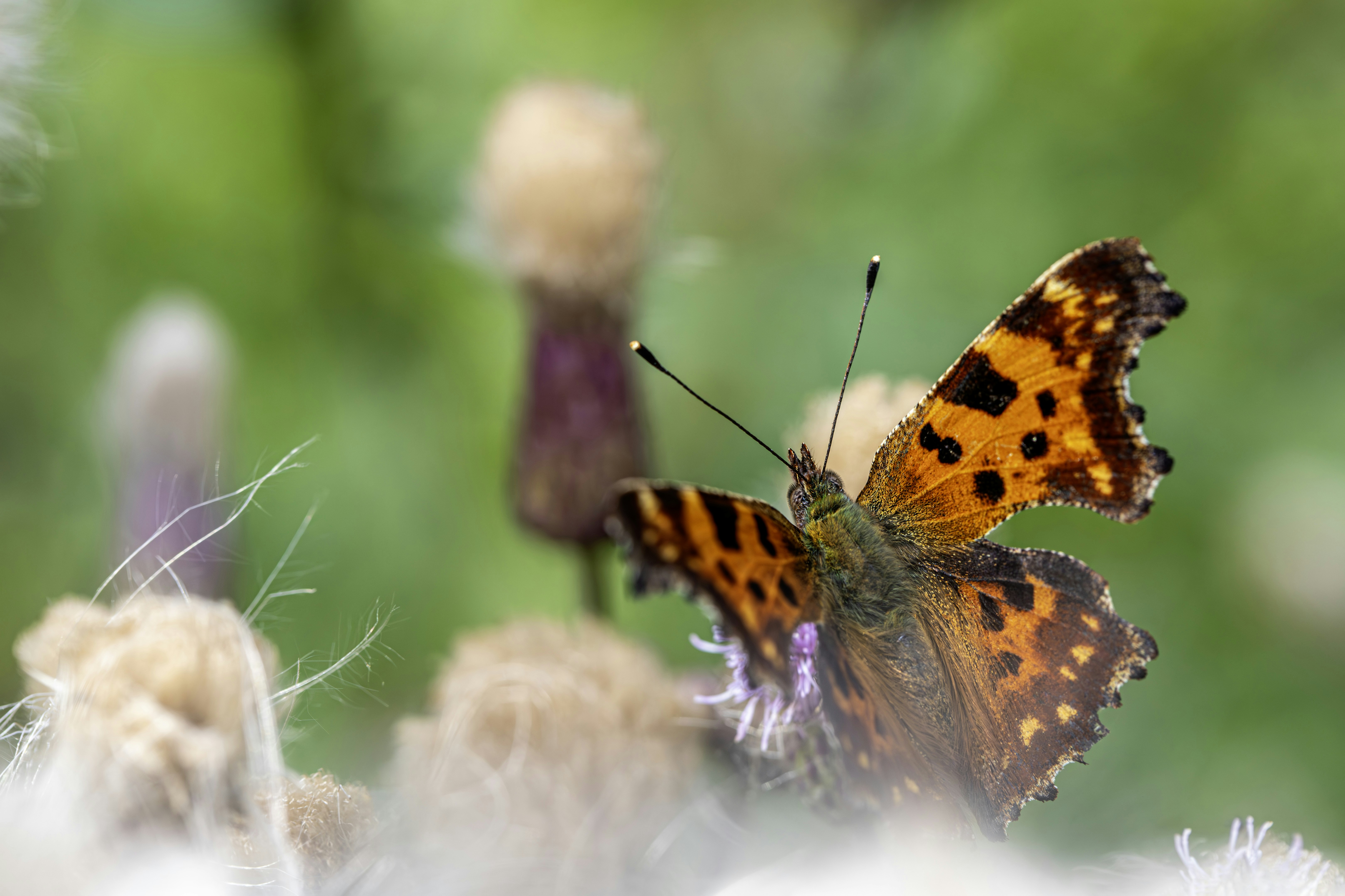 Photo by erik_karits