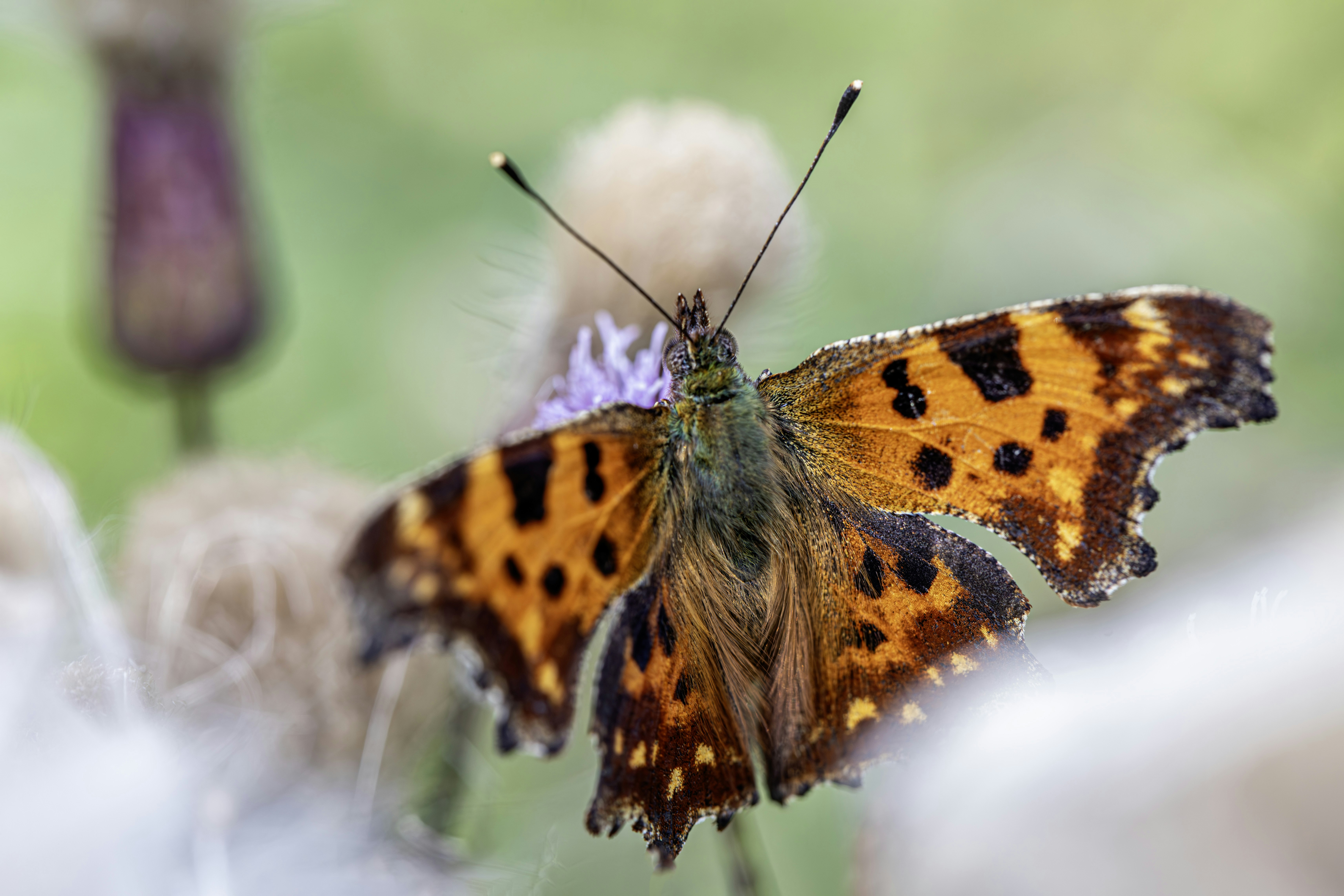 Photo by erik_karits