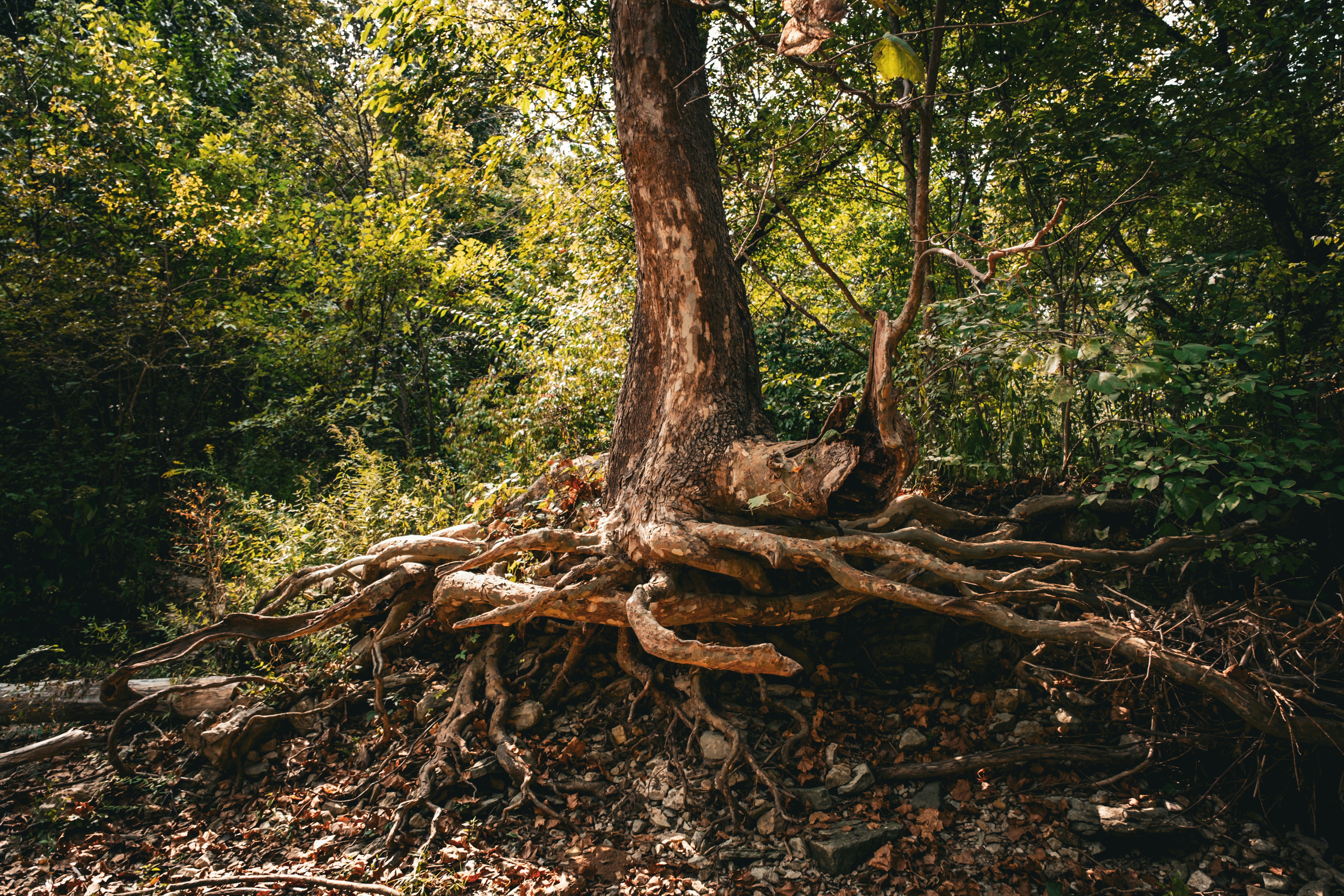 [Short read] SSDs vs HDDs in NAS: Why Solid...