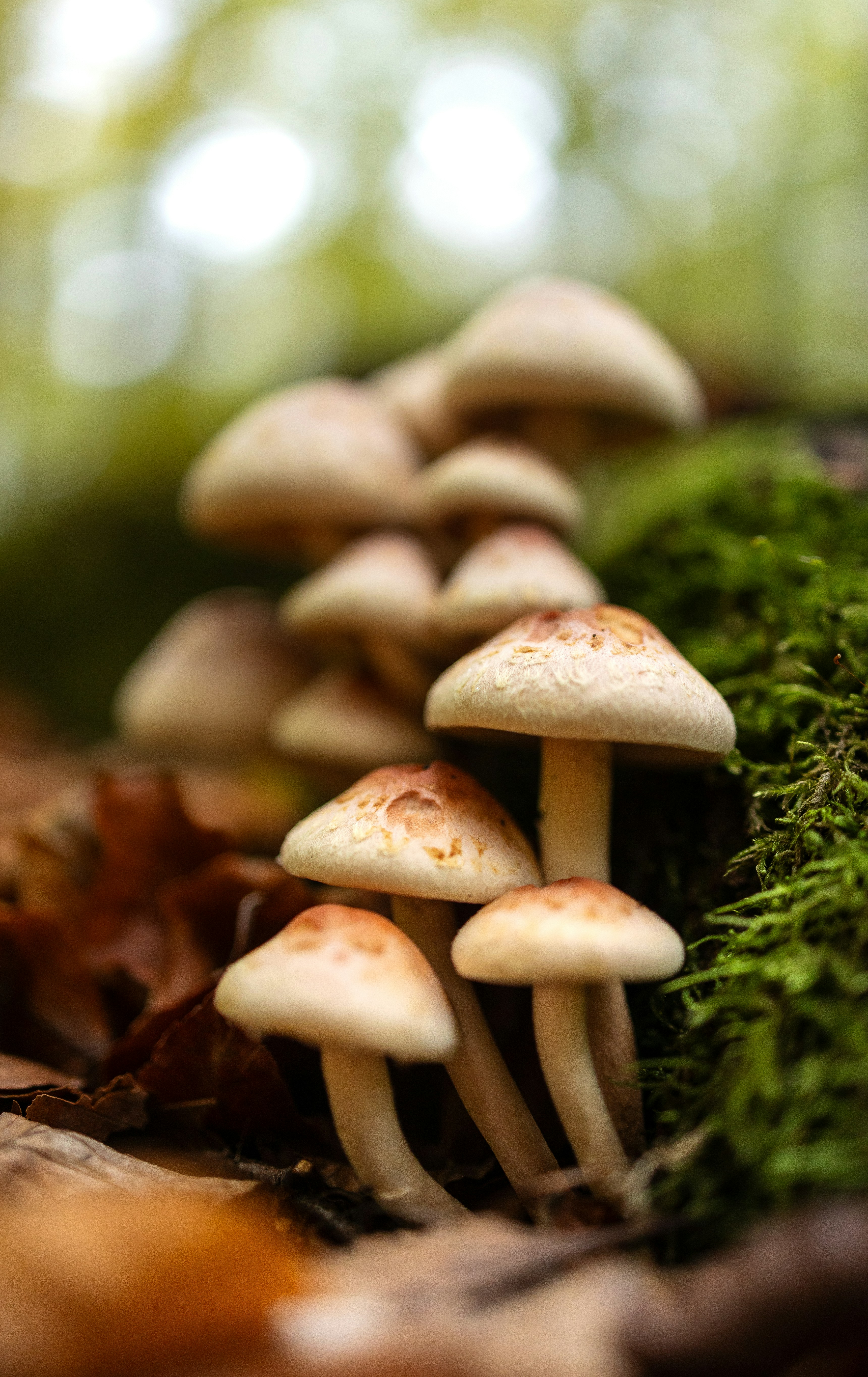 A group of mushrooms sitting on top of a forest floor