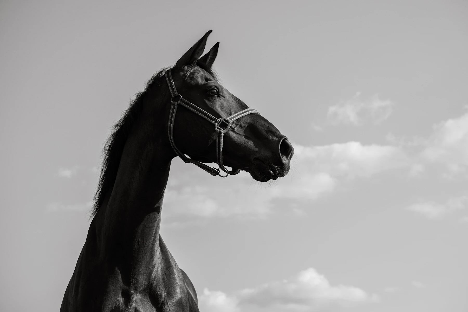Cavalo em preto e branco