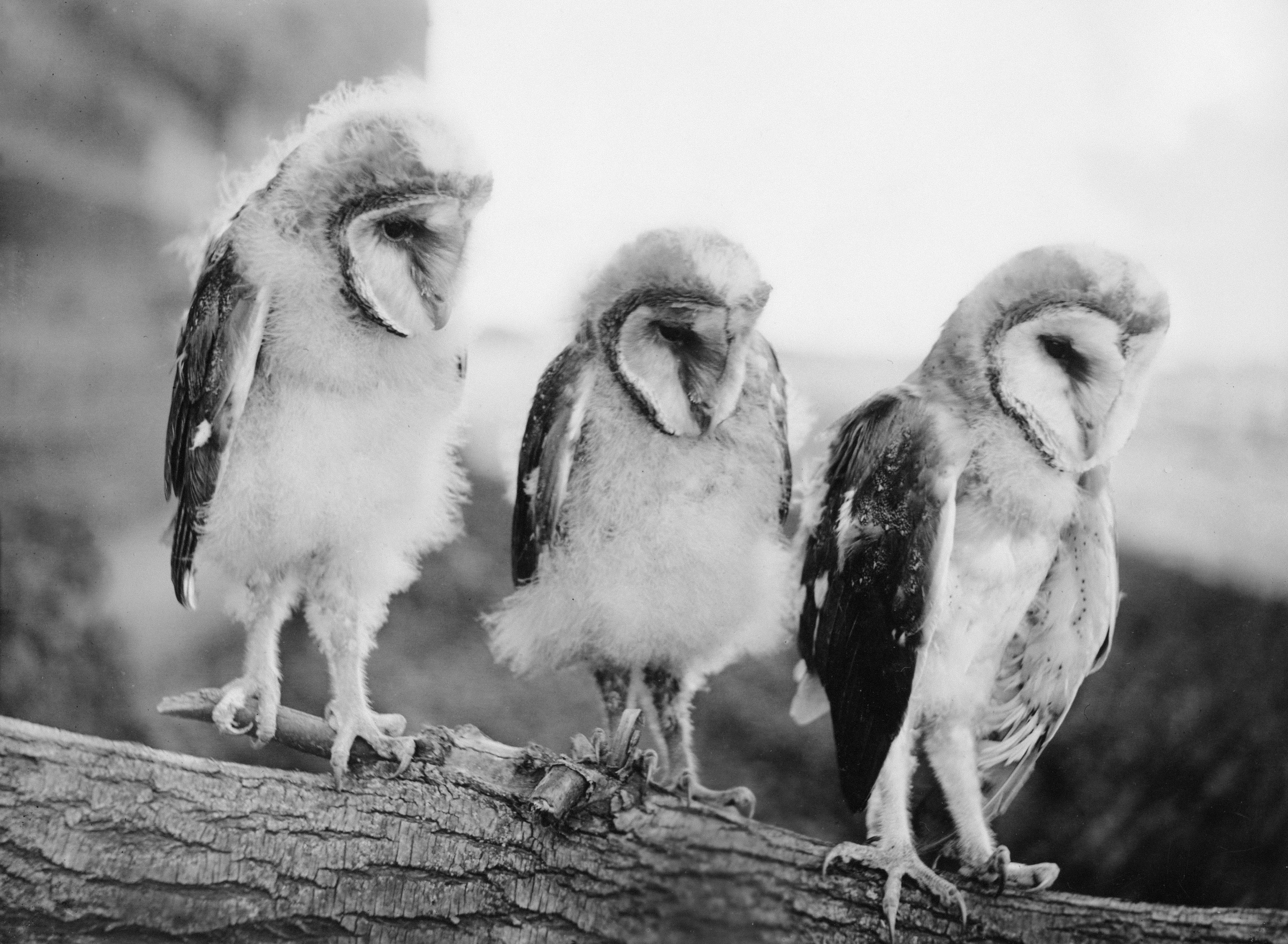 Public education in a liberal society: Conclusion