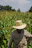 A man in a hat standing in a corn field