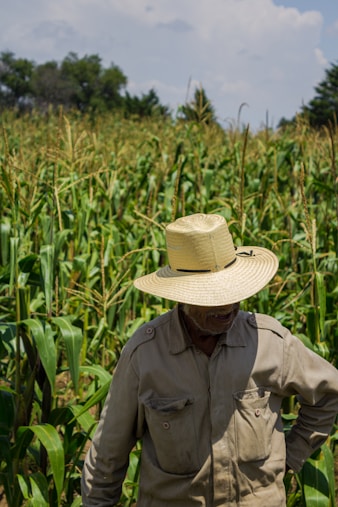 A man in a hat standing in a corn field