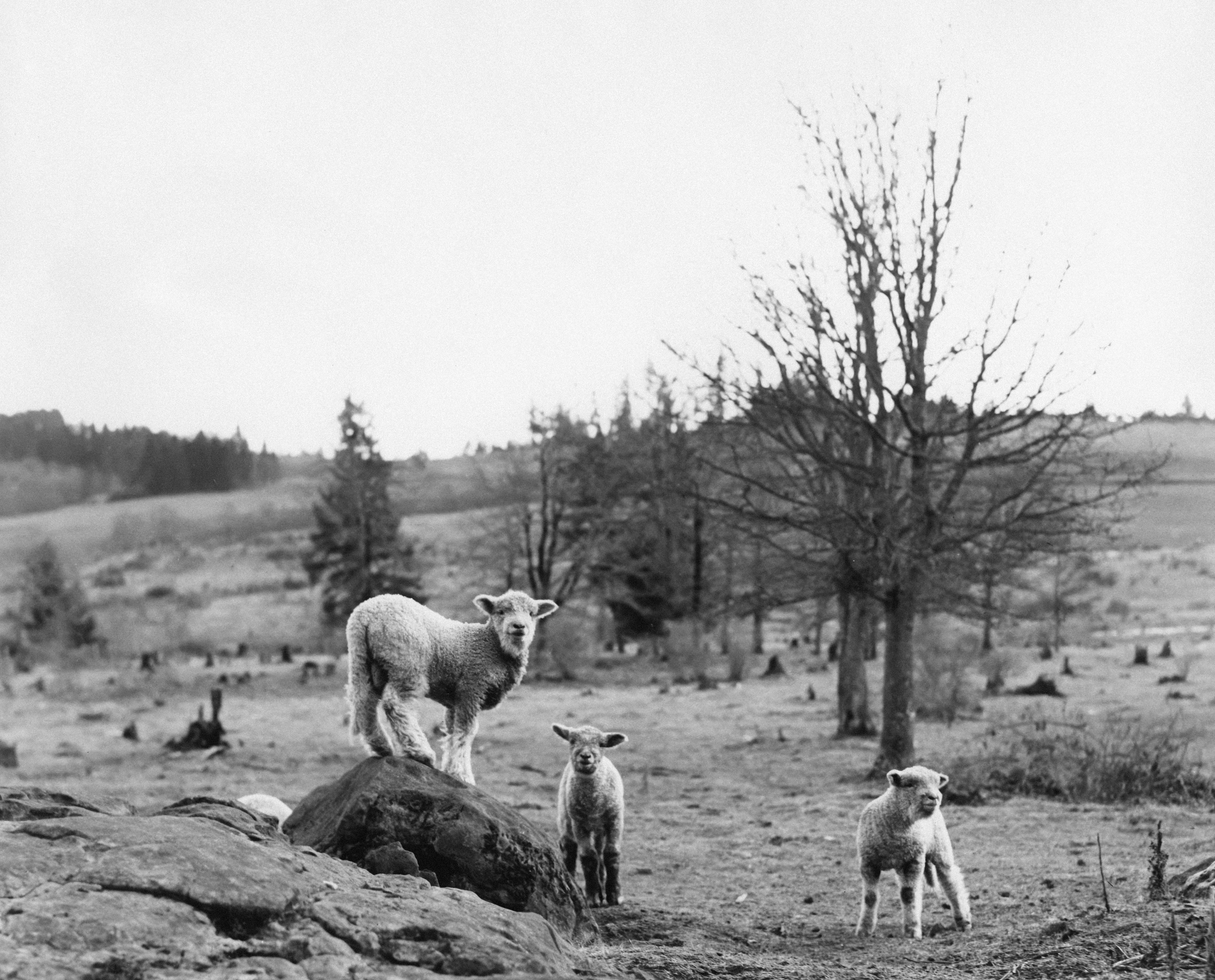 Photo by oregonstateuni