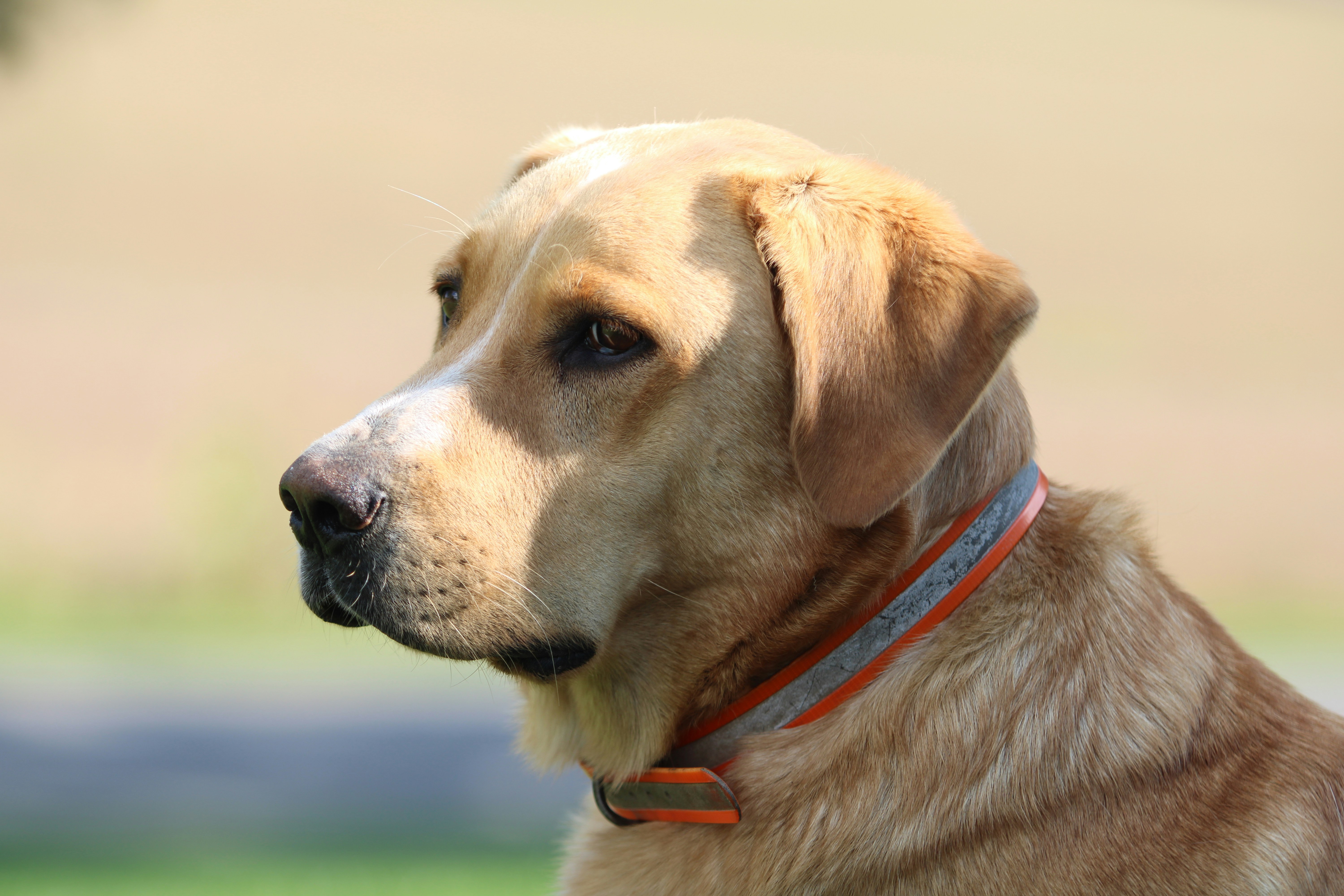 What Is Pannus in Dogs?