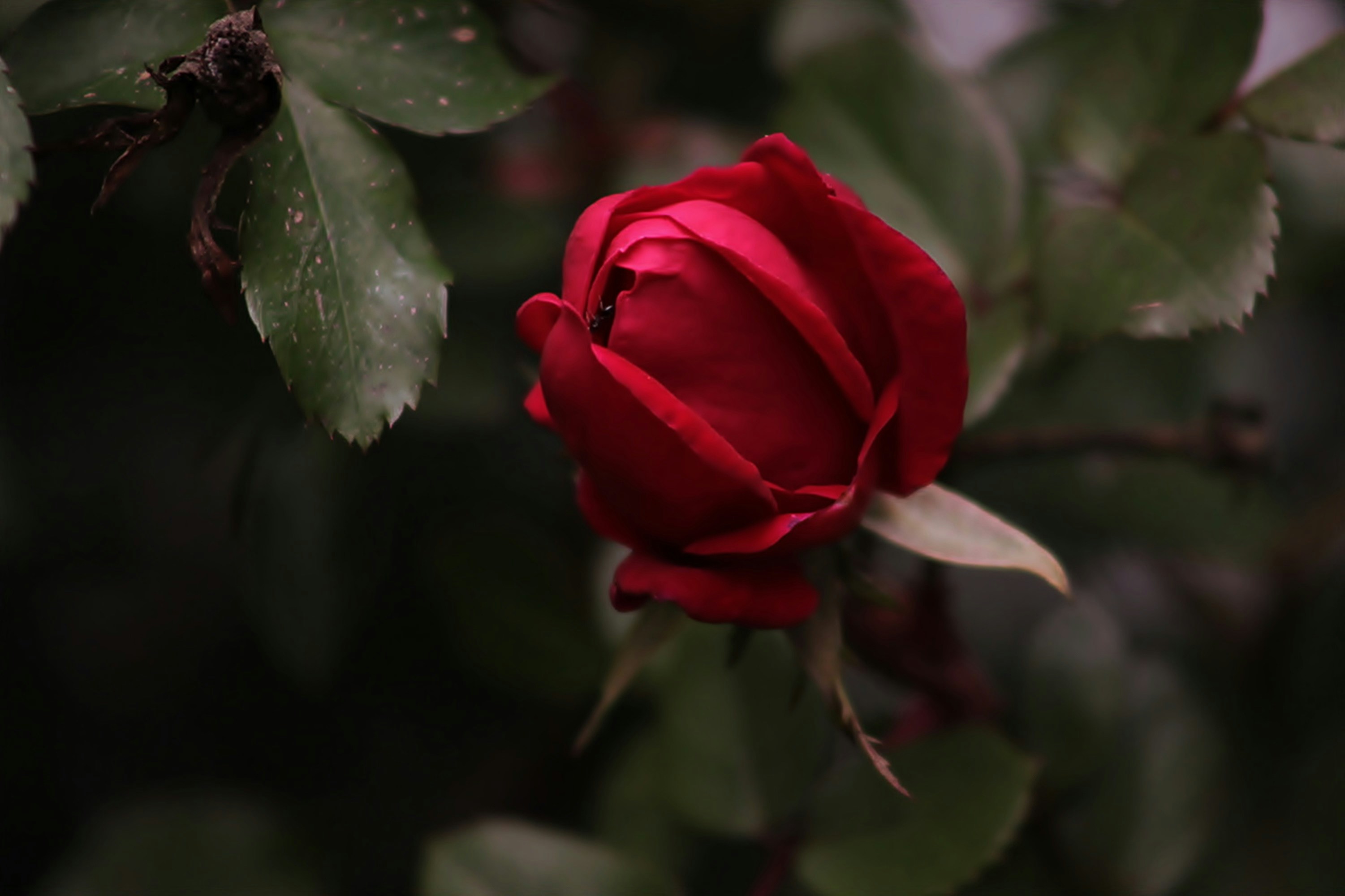 Photo by viewsofthecamera