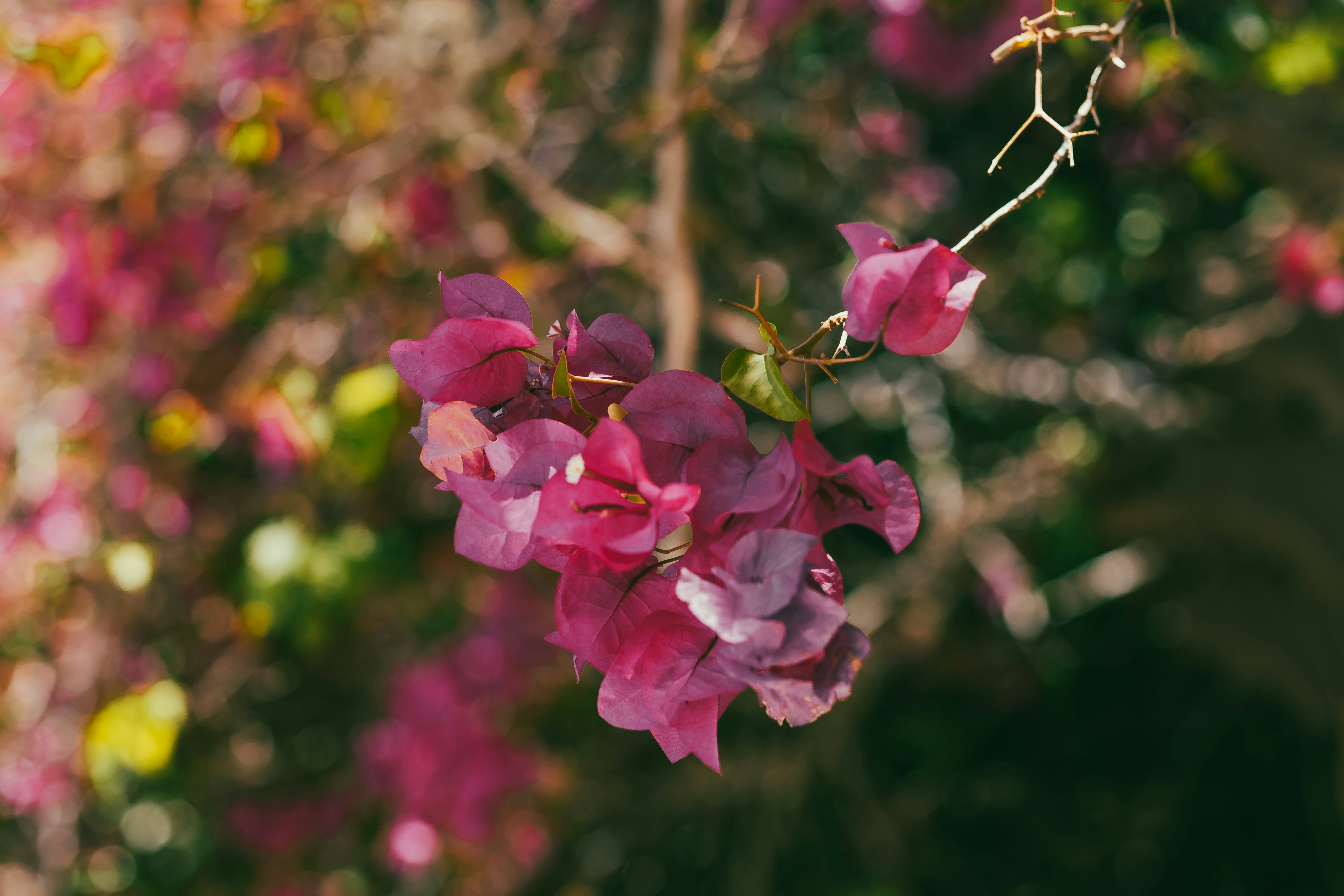 Photo by goosepicklefire