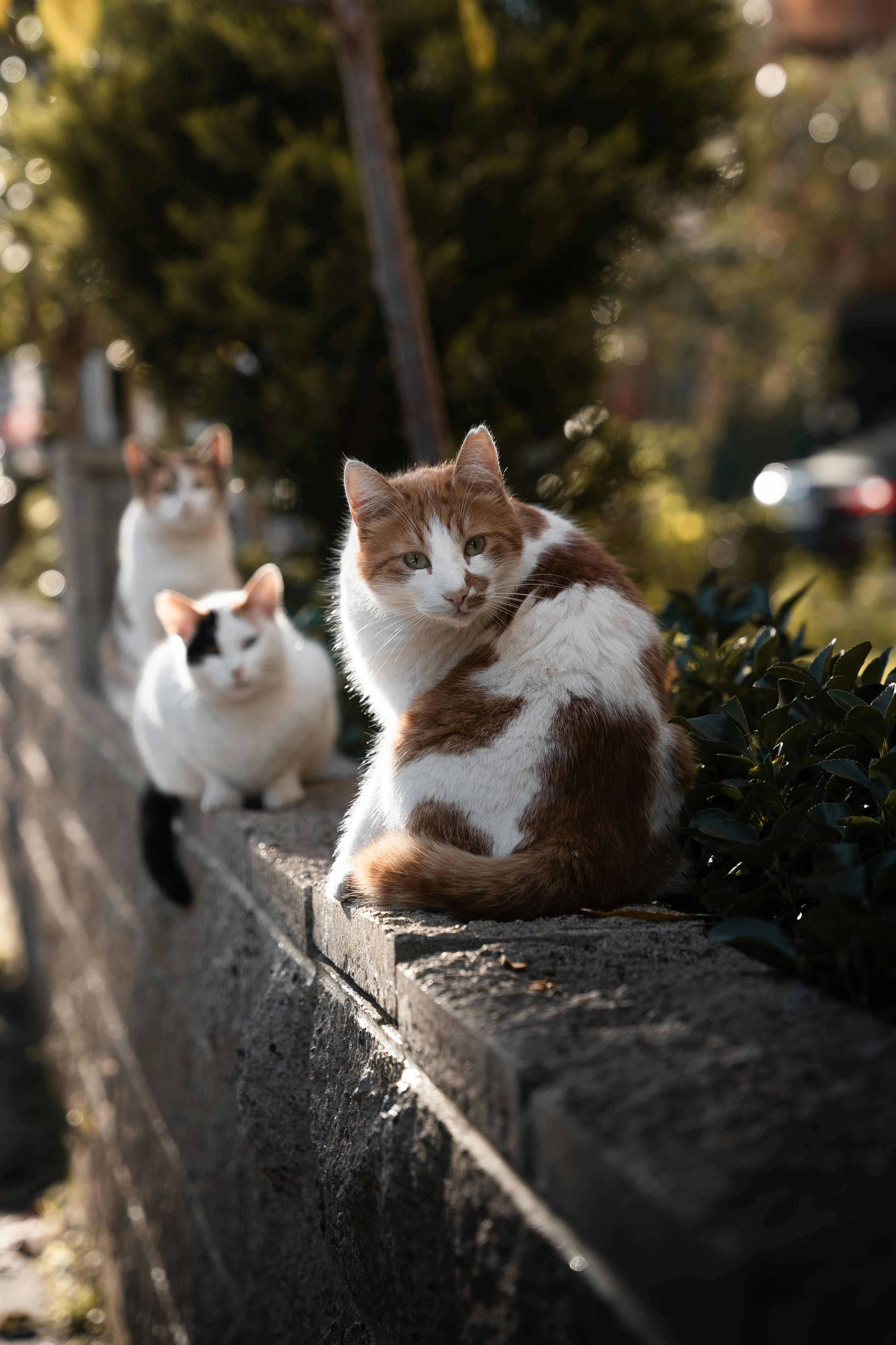 cats on a wall